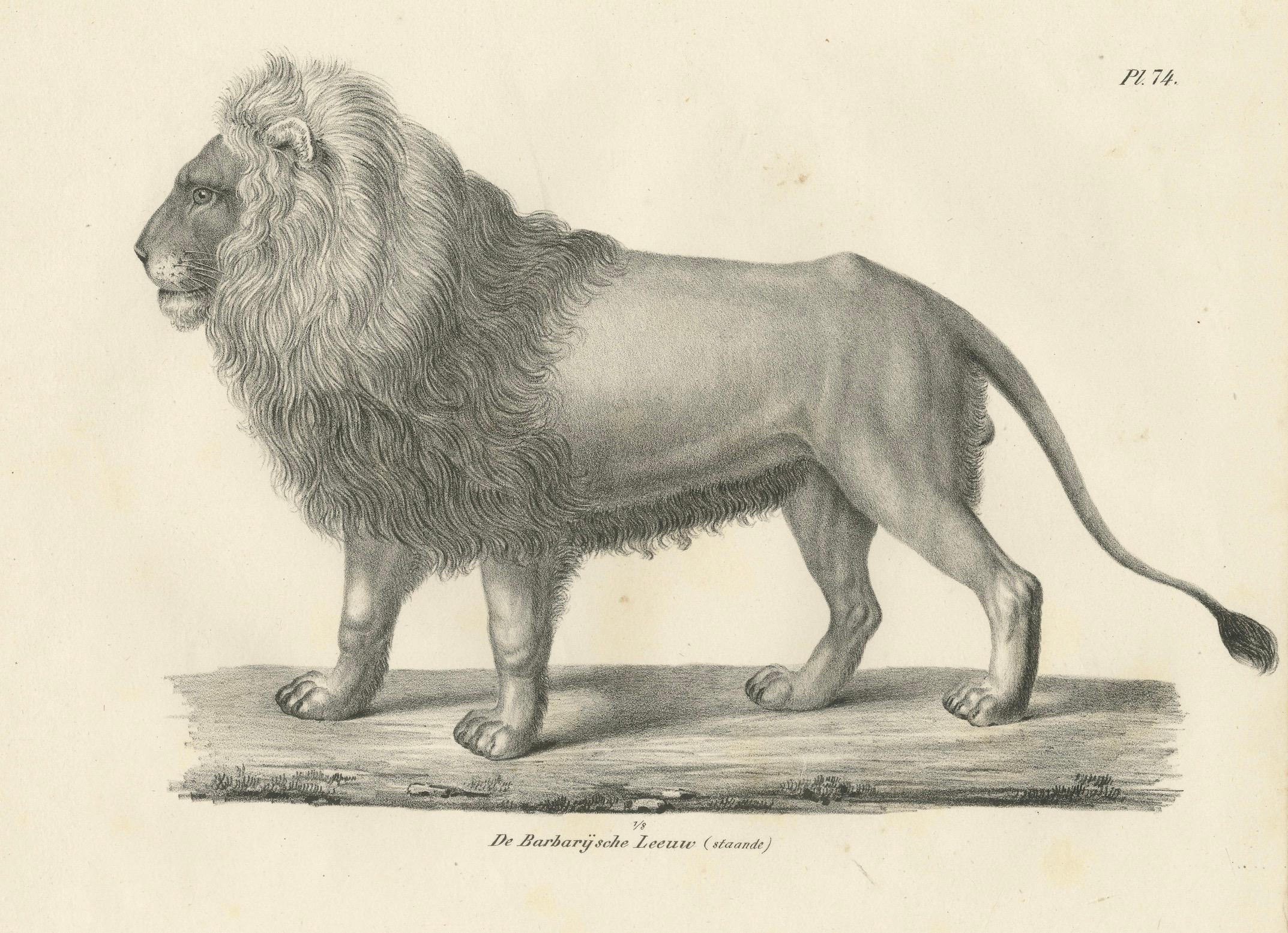 Papier Lithographie du XIXe siècle représentant un lion de Barbarie majestueux de profil en vente