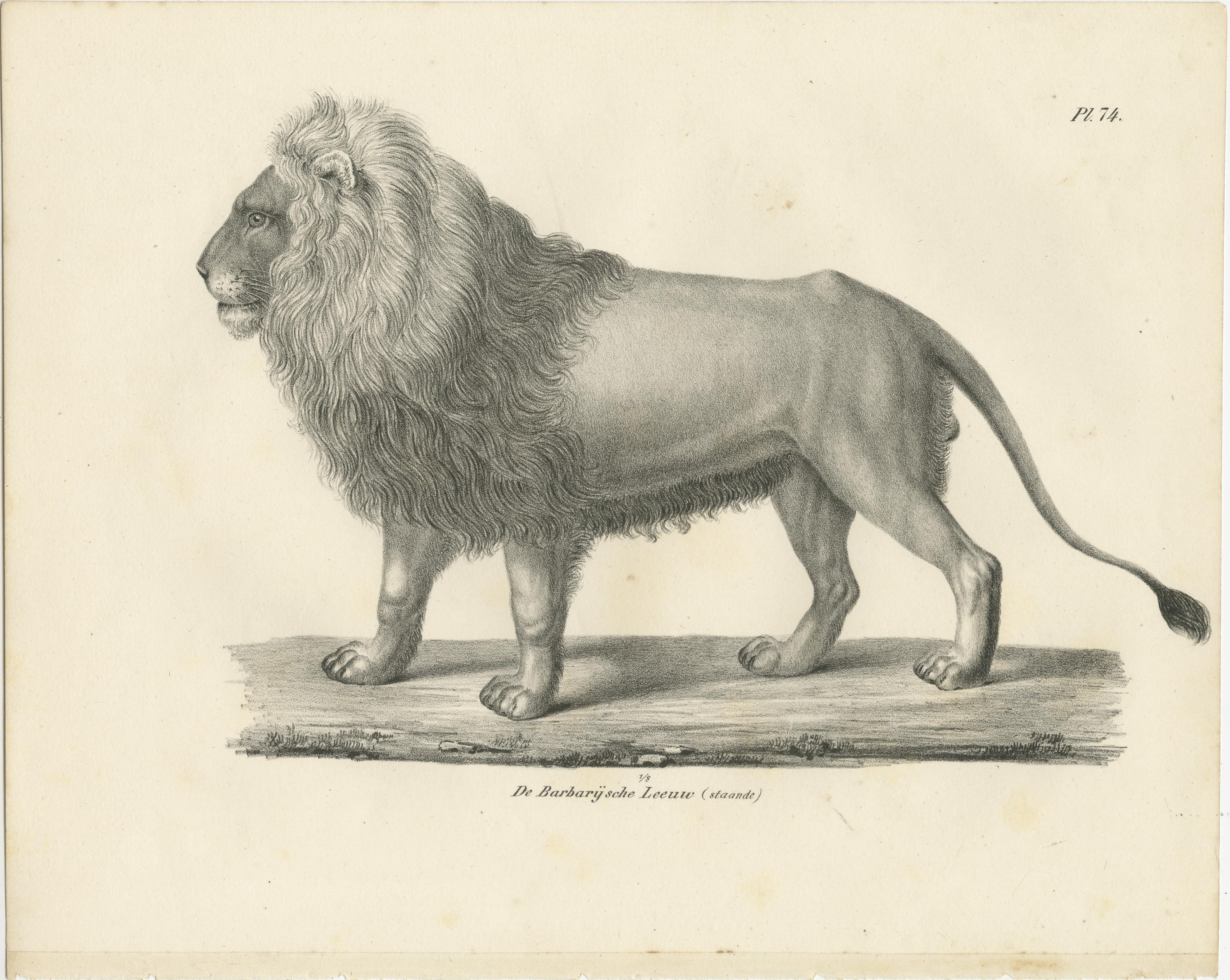 Lithographie du XIXe siècle représentant un lion de Barbarie majestueux de profil en vente 1