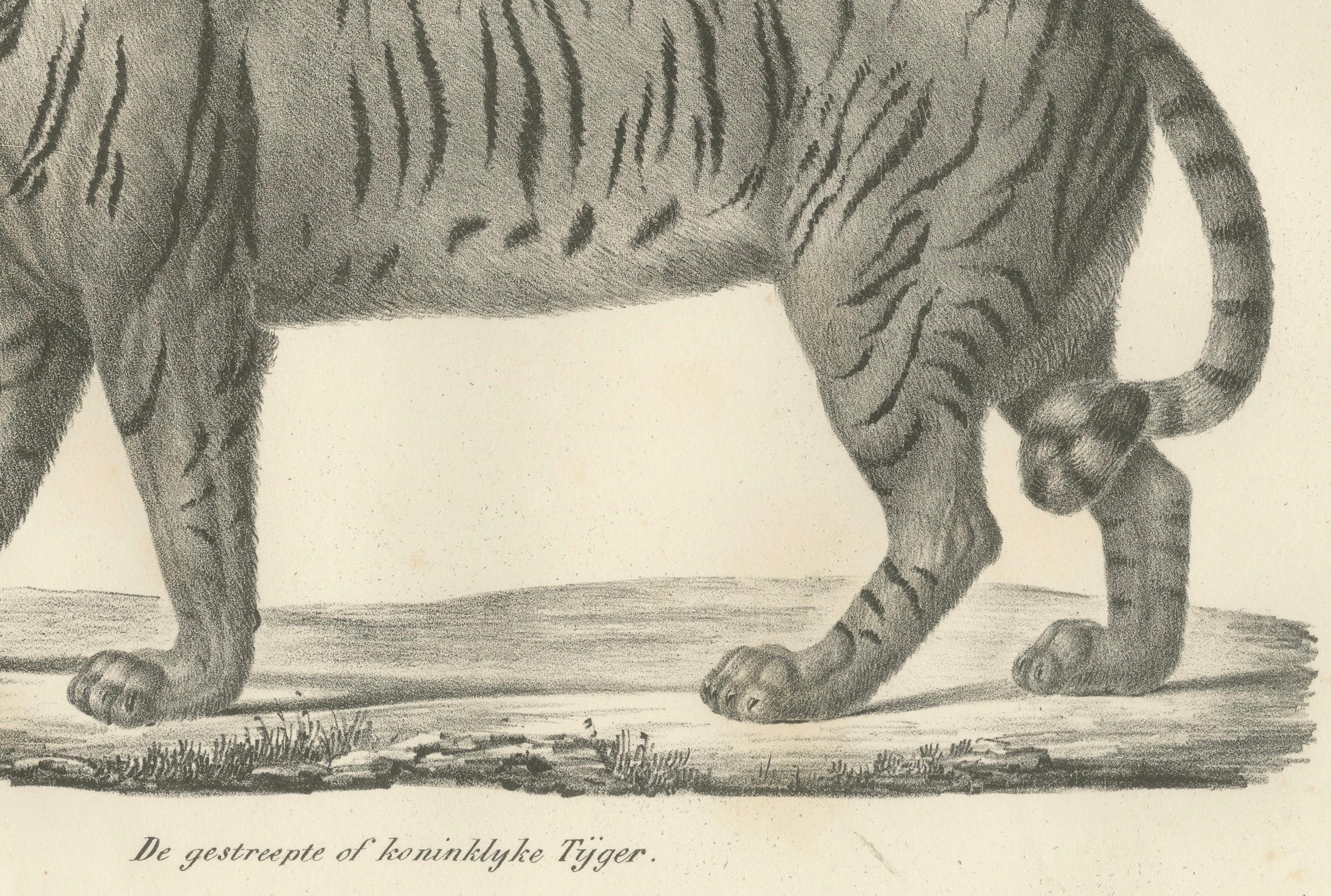Lithographie des 19. Jahrhunderts des königlichen gestreiften oder königlichen Tigers  

Diese fesselnde Lithografie aus dem 19. Jahrhundert zeigt den gestreiften oder königlichen Tiger (De gestreepte of koninklyke Tijger), der in beherrschender