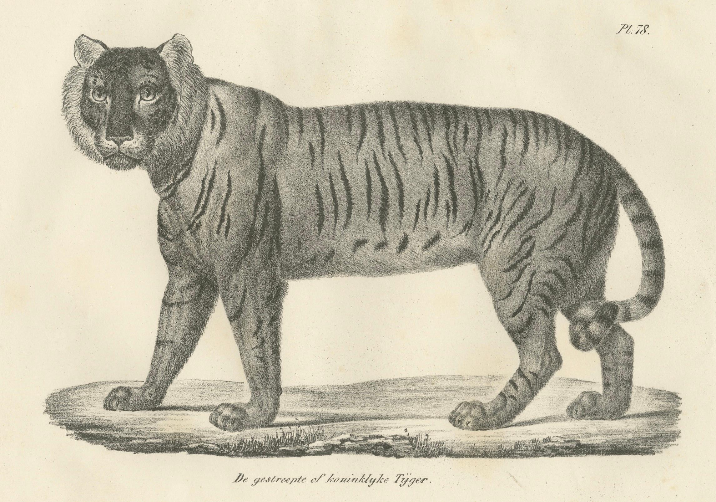 Lithographie des 19. Jahrhunderts des königlichen gestreiften oder königlichen Tigers (Graviert) im Angebot