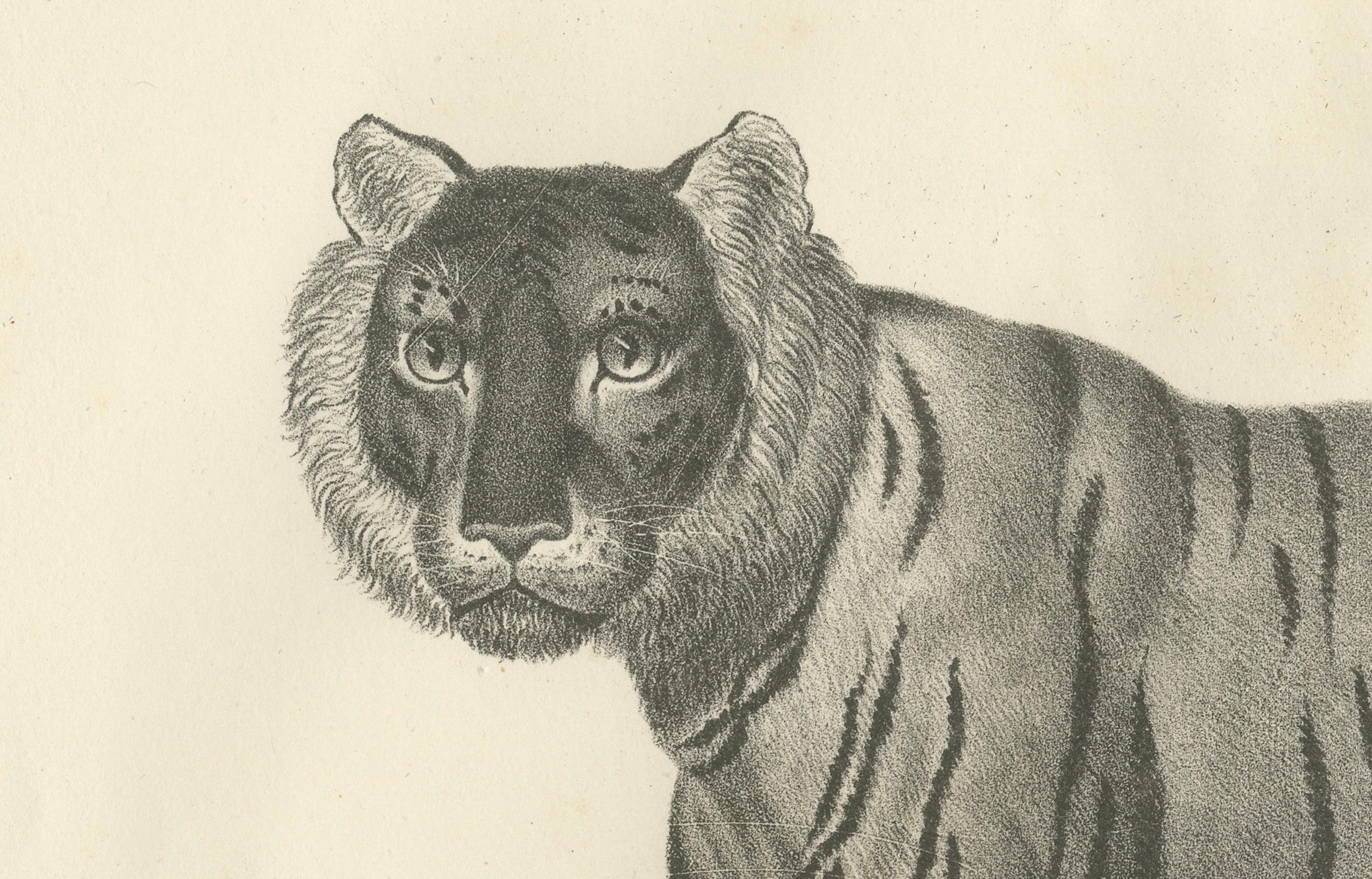 Lithographie des 19. Jahrhunderts des königlichen gestreiften oder königlichen Tigers im Zustand „Gut“ im Angebot in Langweer, NL