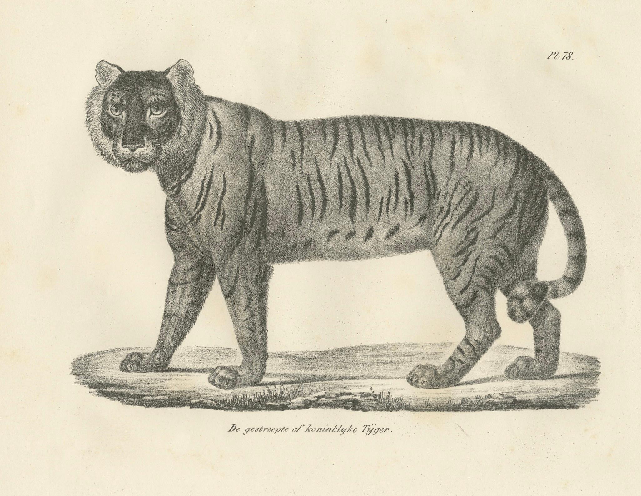 Lithographie des 19. Jahrhunderts des königlichen gestreiften oder königlichen Tigers (Mittleres 19. Jahrhundert) im Angebot