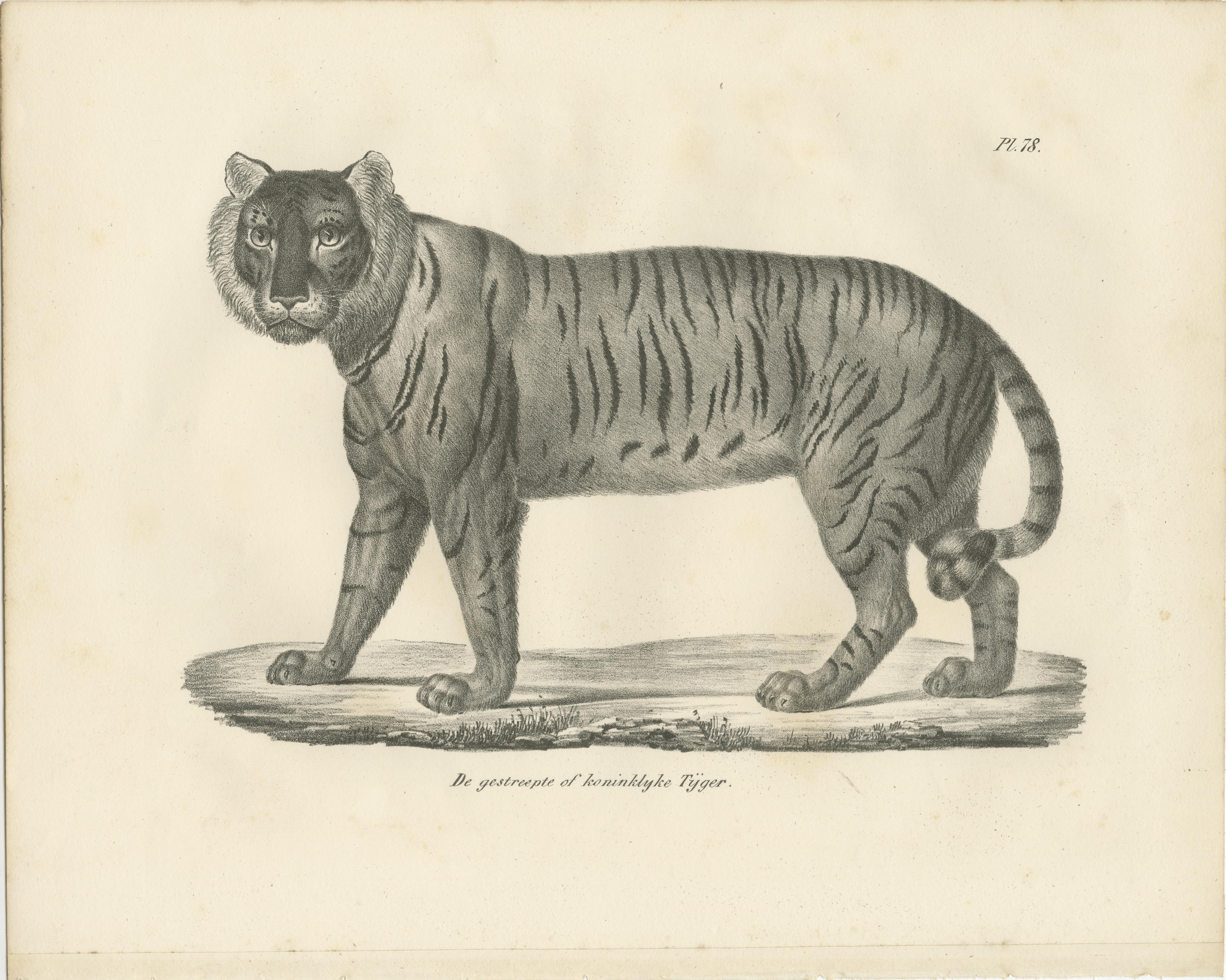 Lithographie des 19. Jahrhunderts des königlichen gestreiften oder königlichen Tigers (Papier) im Angebot