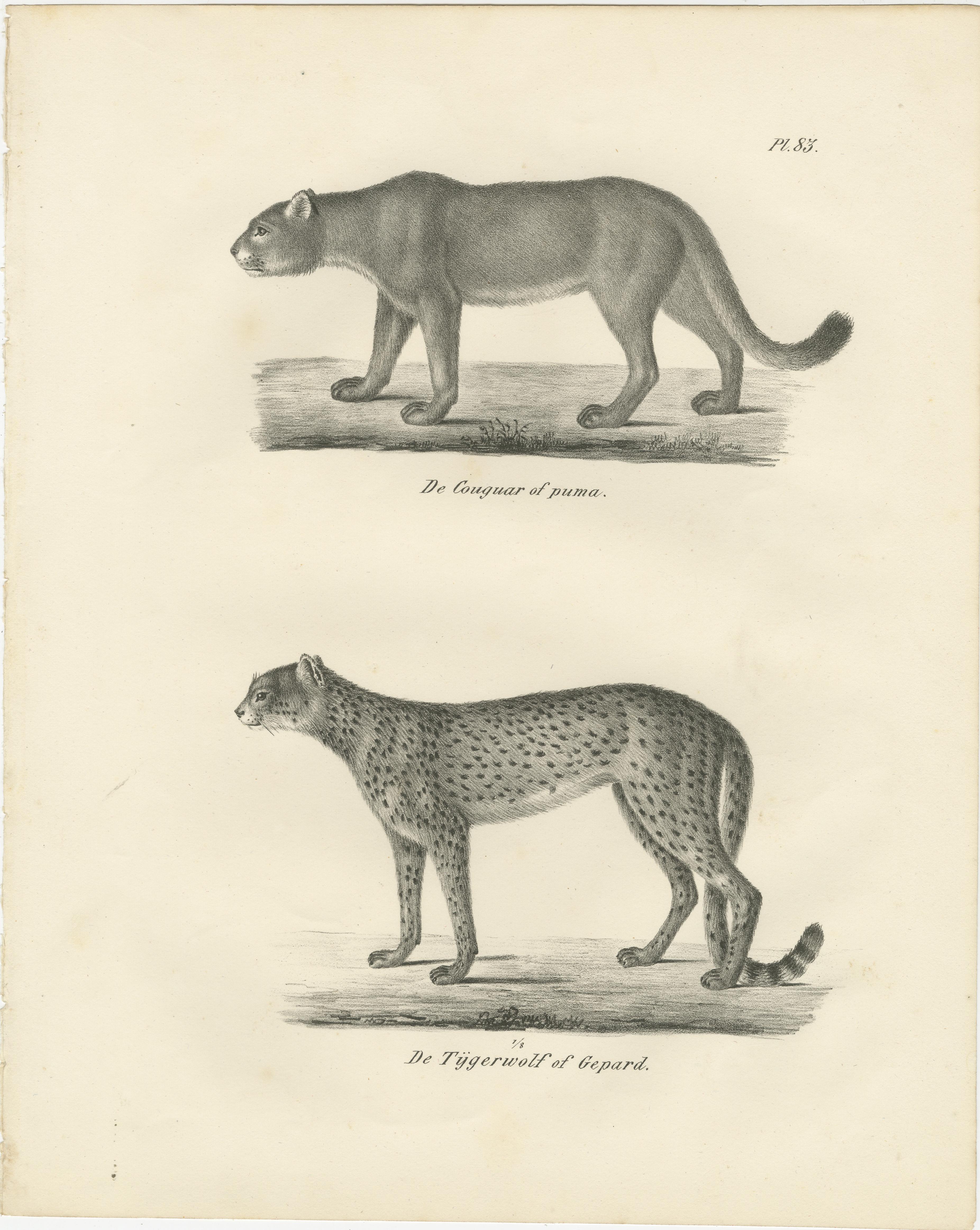 Lithographie aus dem 19. Jahrhundert mit Puma und Gepard in anmutiger Haltung  

Diese exquisite Lithografie aus dem 19. Jahrhundert zeigt zwei bemerkenswerte Großkatzen: den Puma (De Couguar of puma) und den Gepard, der auch als 