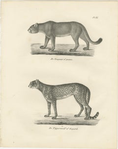 19th-Century Lithograph of the Puma and Cheetah in Graceful Stances