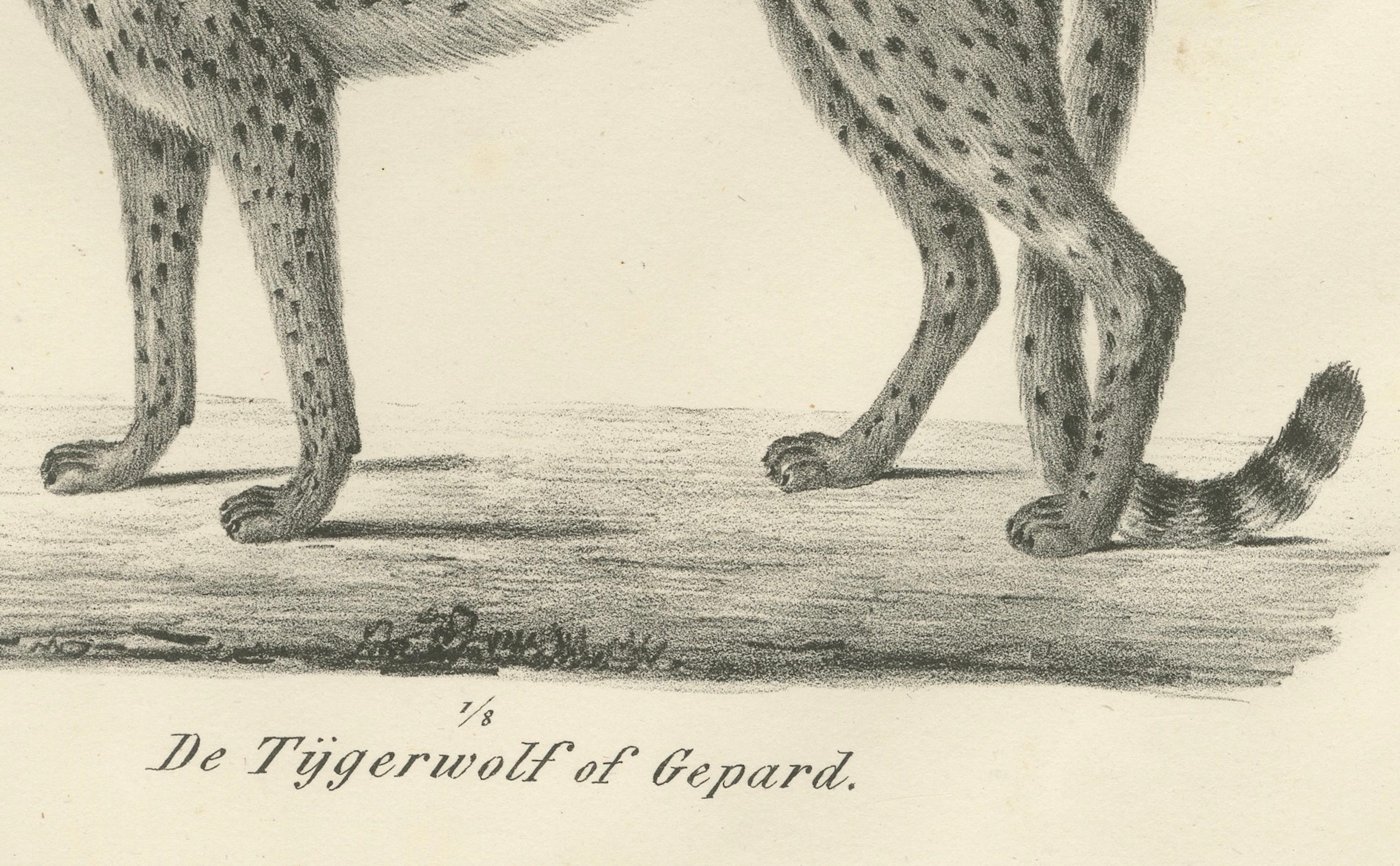 Lithographie aus dem 19. Jahrhundert mit Puma und Gepard in anmutiger Haltung (Graviert) im Angebot