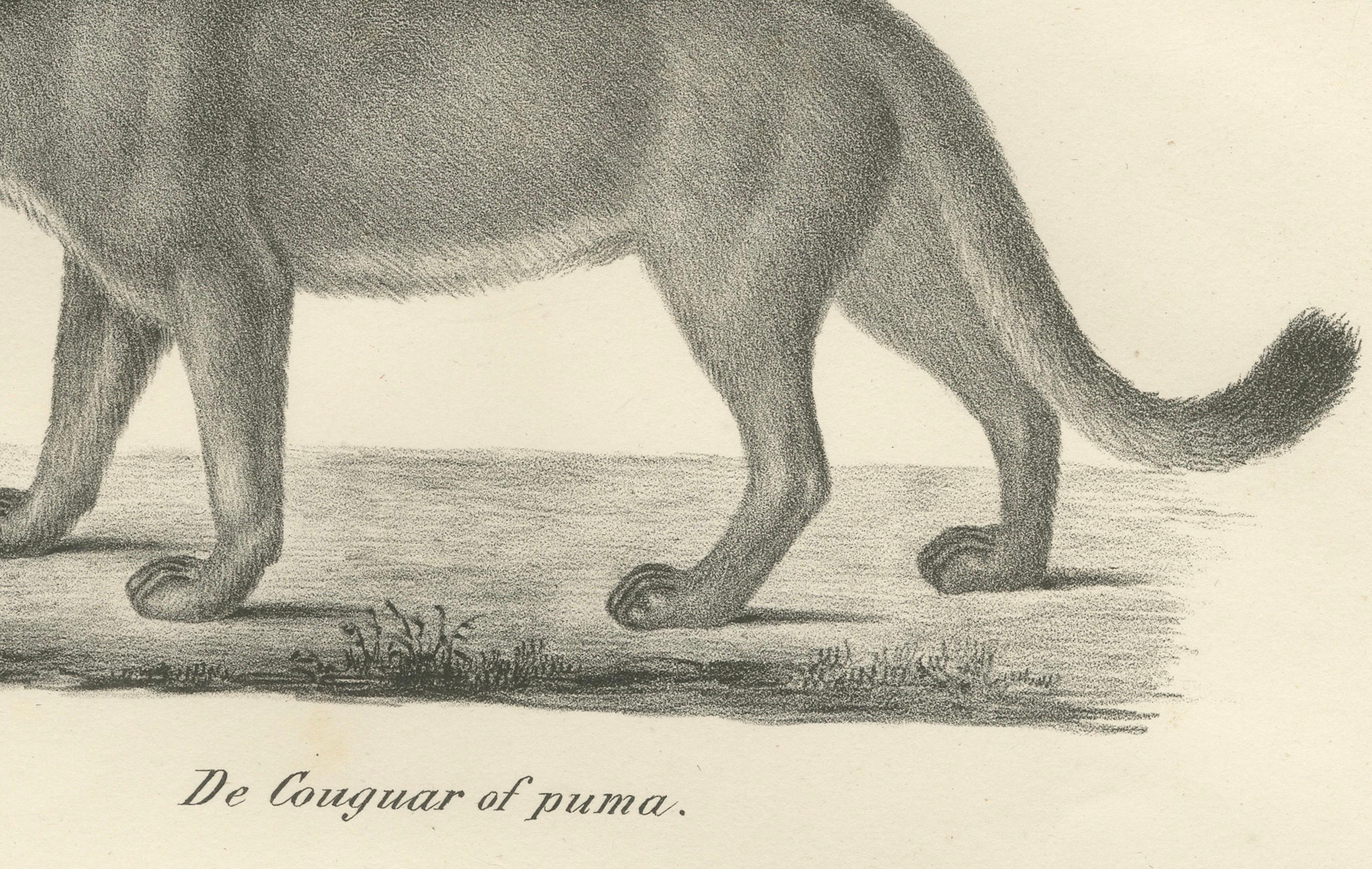 Lithographie aus dem 19. Jahrhundert mit Puma und Gepard in anmutiger Haltung im Zustand „Gut“ im Angebot in Langweer, NL