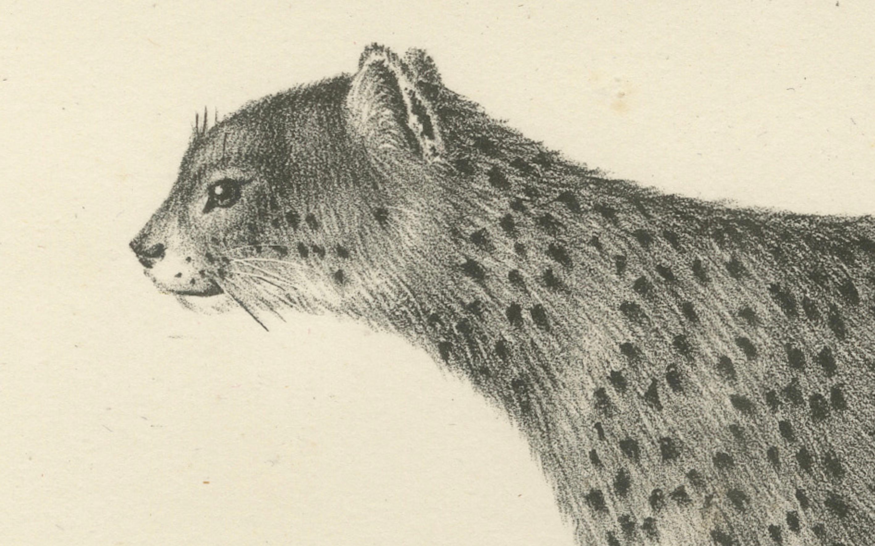 Lithographie aus dem 19. Jahrhundert mit Puma und Gepard in anmutiger Haltung (Mittleres 19. Jahrhundert) im Angebot