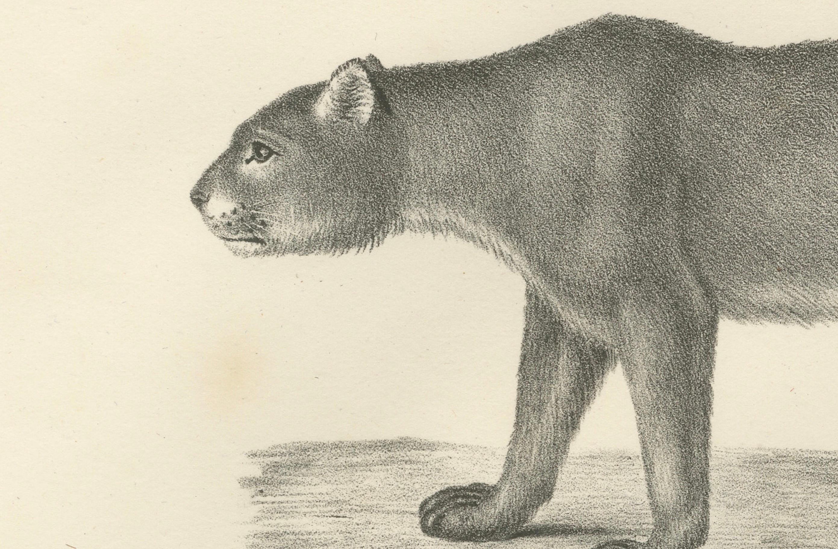 Lithographie aus dem 19. Jahrhundert mit Puma und Gepard in anmutiger Haltung (Papier) im Angebot
