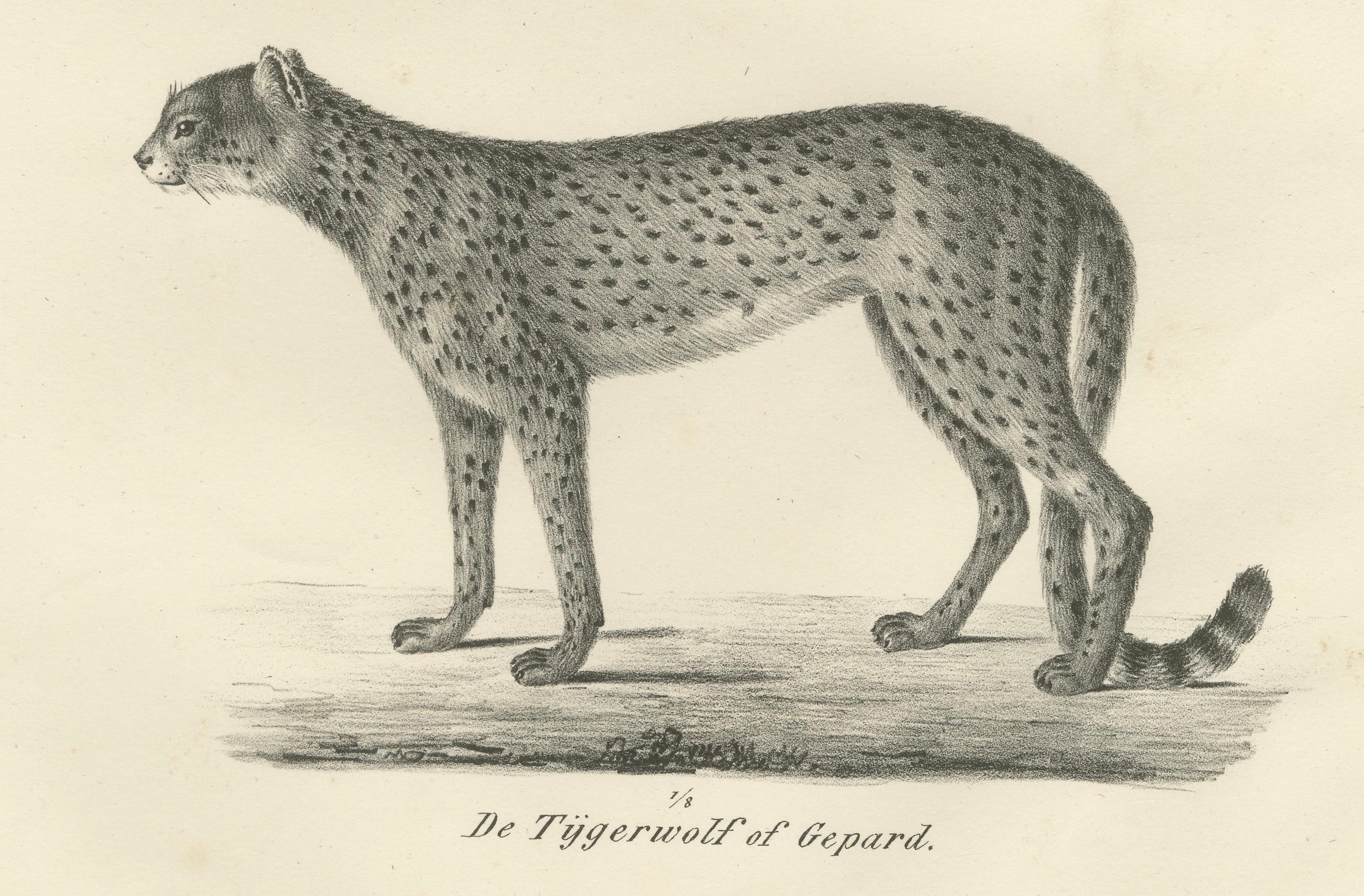 Lithographie aus dem 19. Jahrhundert mit Puma und Gepard in anmutiger Haltung im Angebot 1