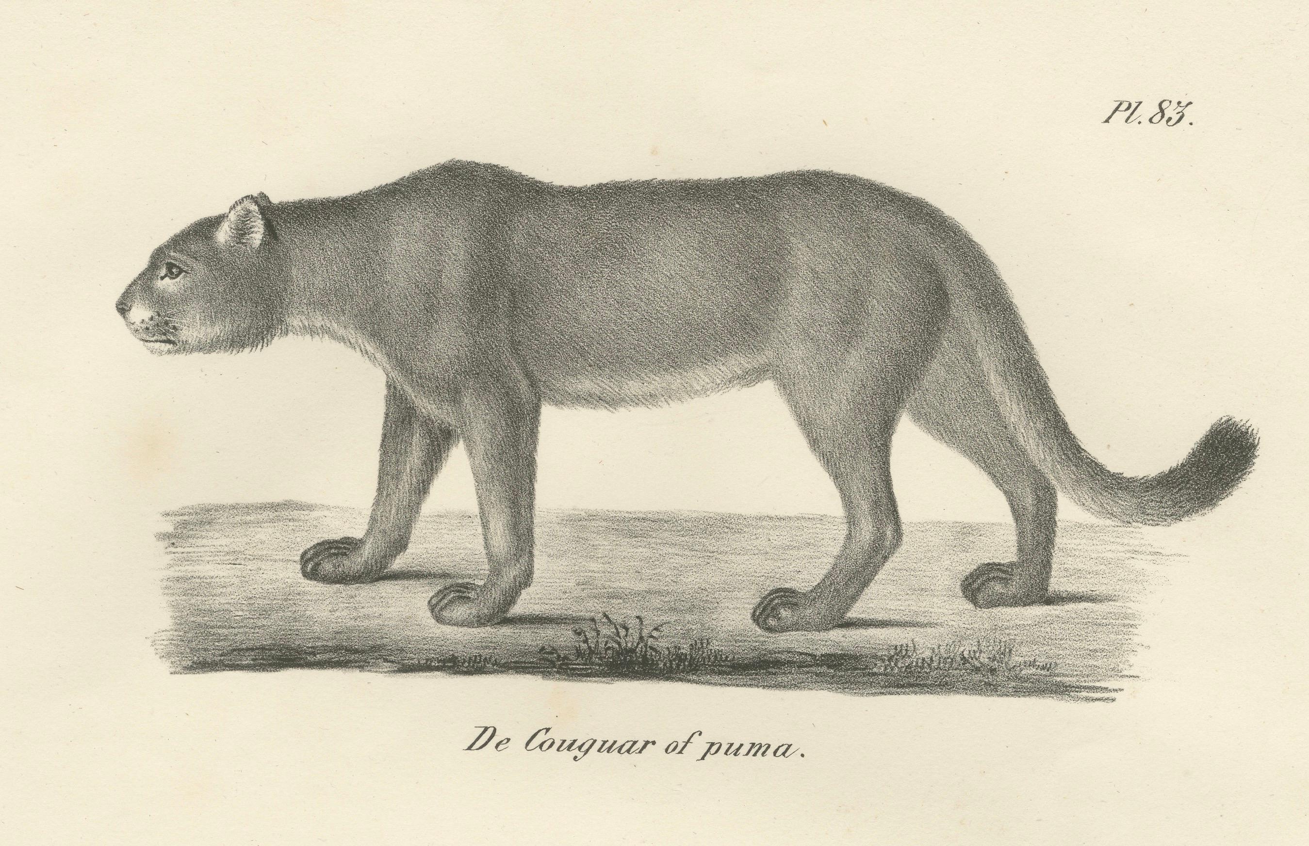 Lithographie aus dem 19. Jahrhundert mit Puma und Gepard in anmutiger Haltung im Angebot 2