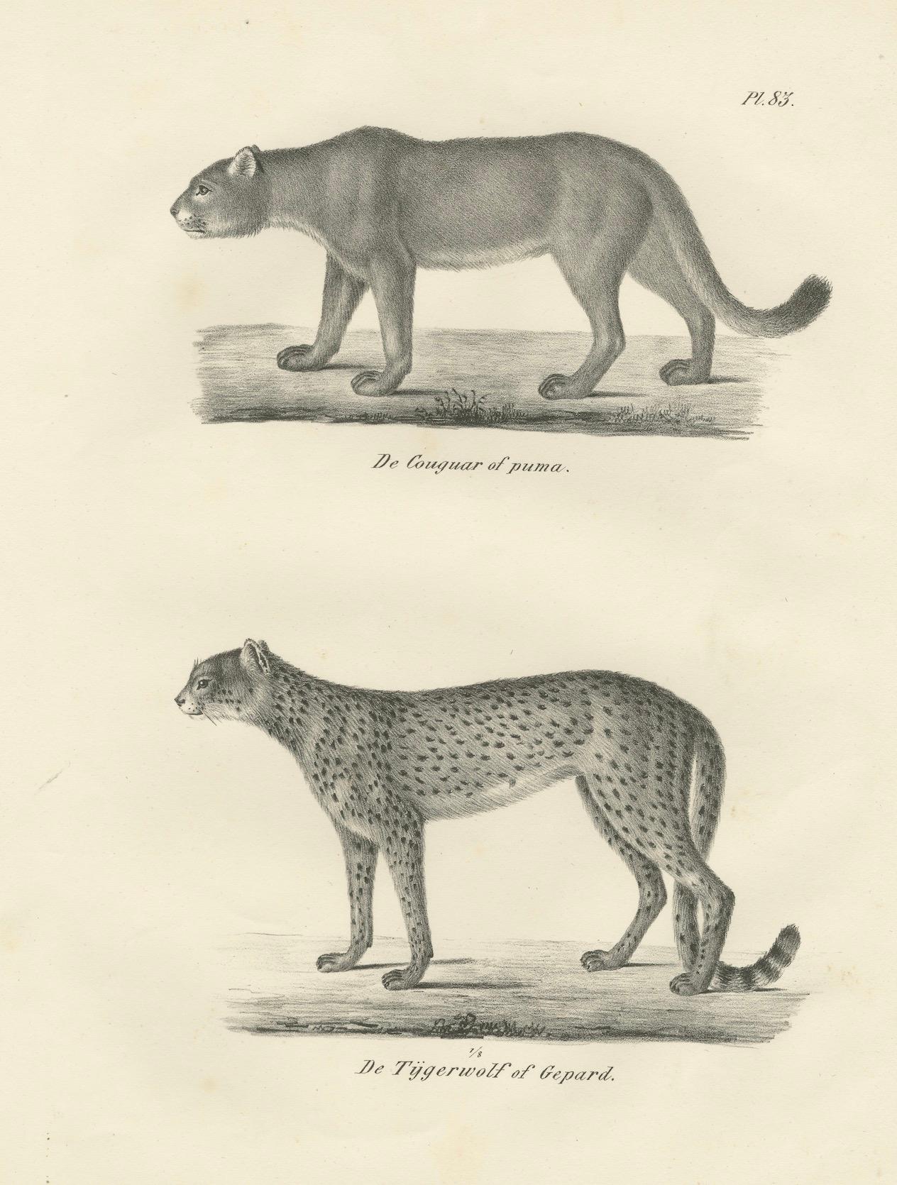 Lithographie aus dem 19. Jahrhundert mit Puma und Gepard in anmutiger Haltung im Angebot 3