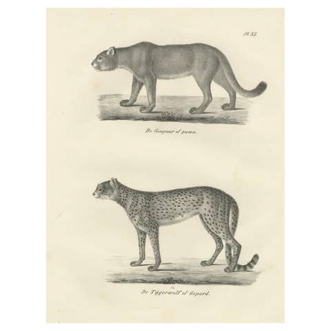 19th-Century Lithograph of the Puma and Cheetah in Graceful Stances