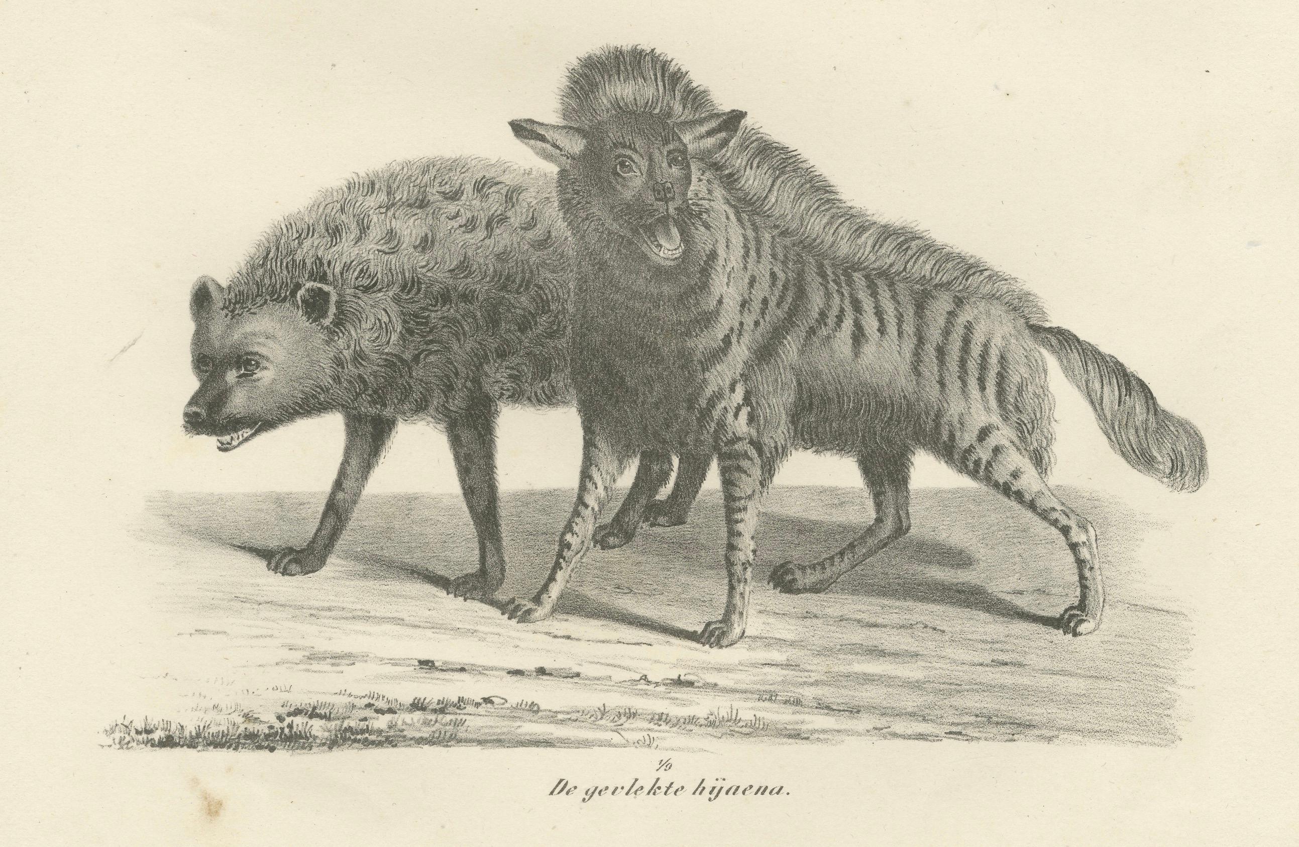 Lithographie du XIXe siècle représentant en détail les hyènes rayées, tachetées et brunes  
 
Cette étonnante lithographie du XIXe siècle présente trois espèces de hyènes : la hyène joliment marquée (De fraai geteekende hyaena), la hyène tachetée