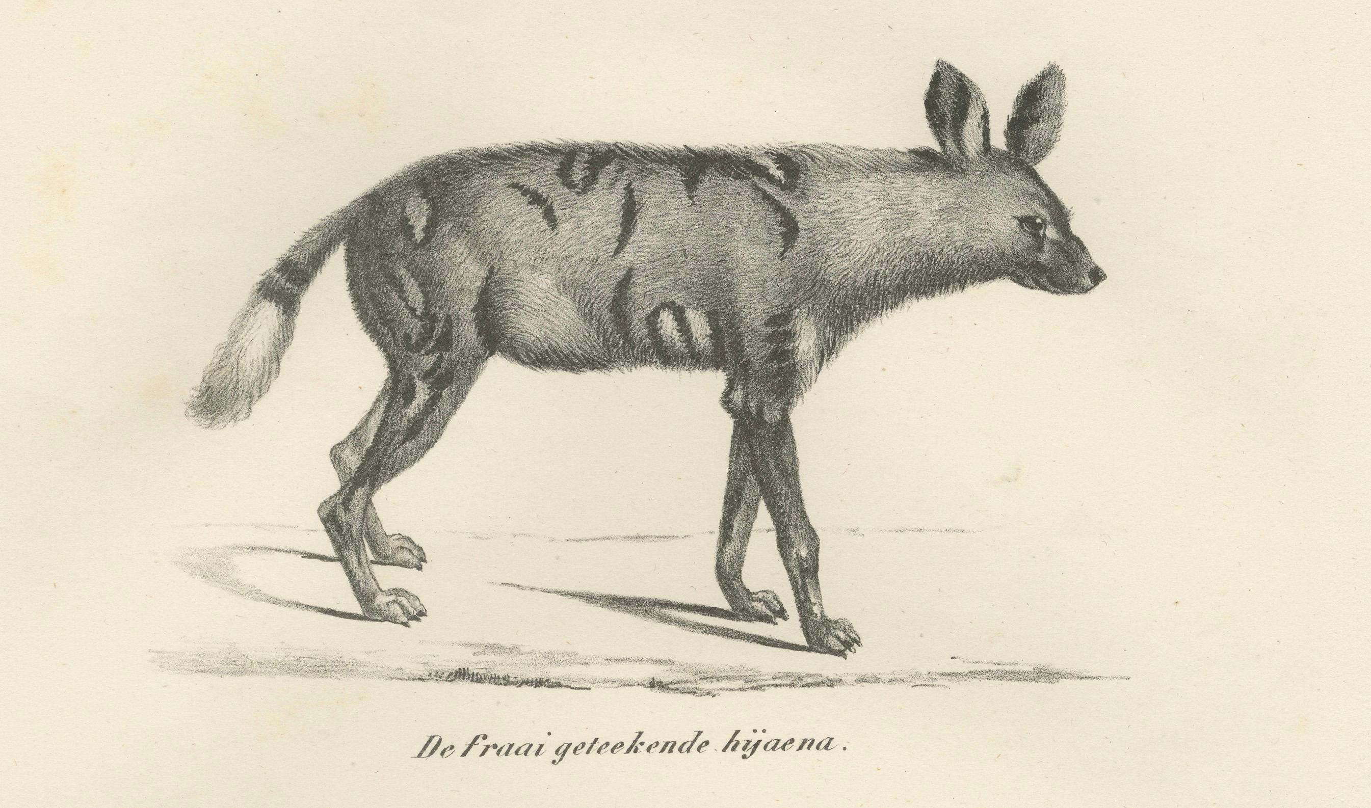 Gravé Lithographie du XIXe siècle représentant en détail les hyènes rayées, tachetées et brunes en vente