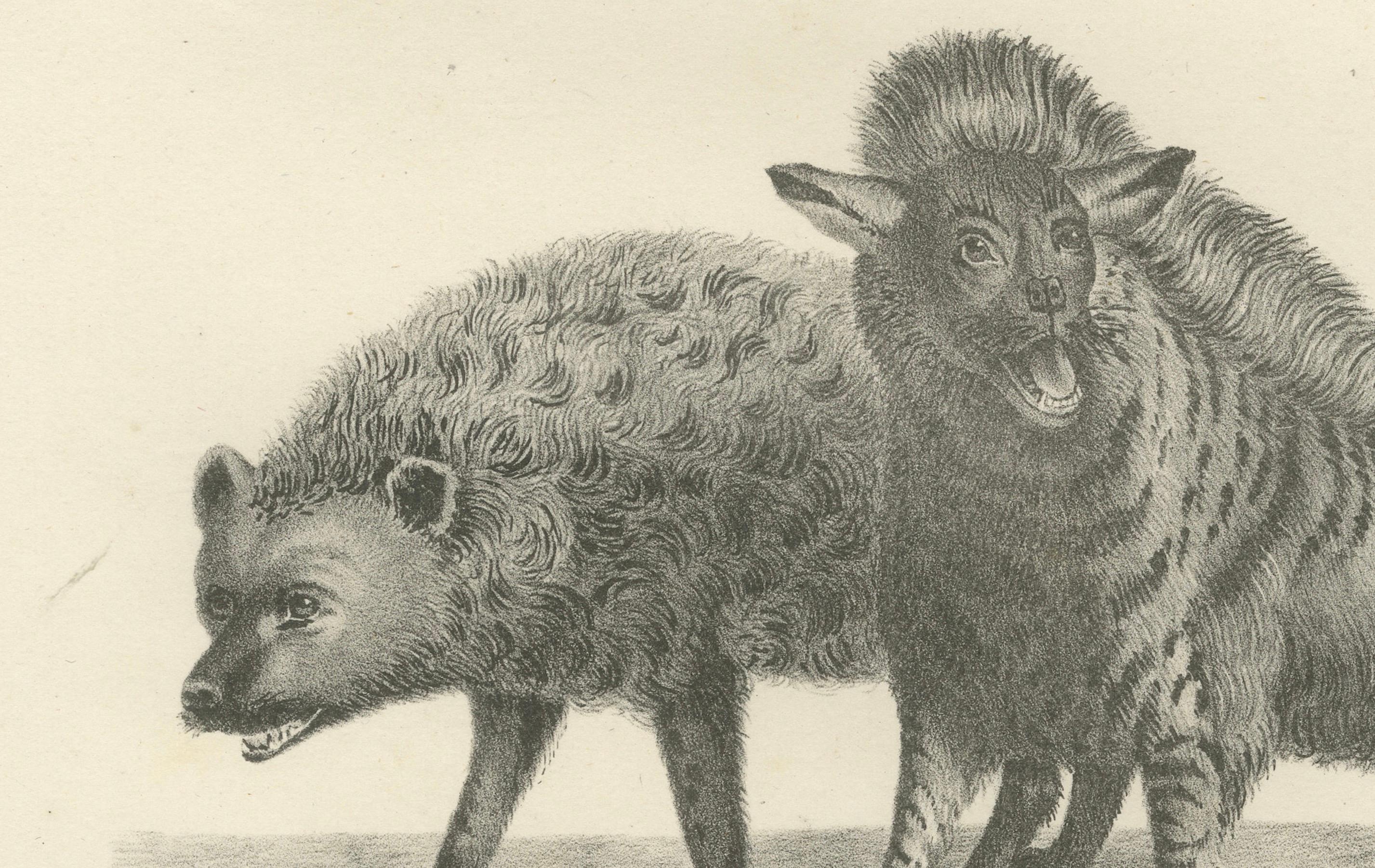 Lithographie du XIXe siècle représentant en détail les hyènes rayées, tachetées et brunes Bon état - En vente à Langweer, NL