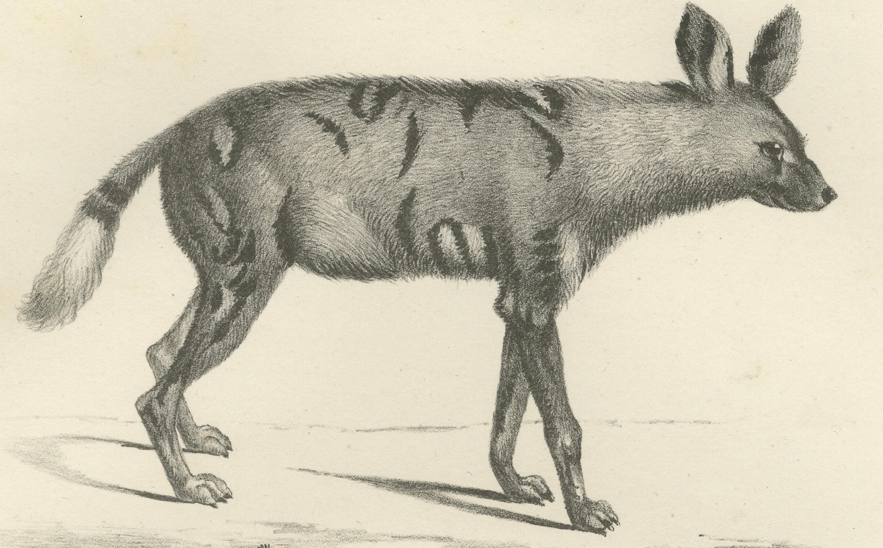 Milieu du XIXe siècle Lithographie du XIXe siècle représentant en détail les hyènes rayées, tachetées et brunes en vente