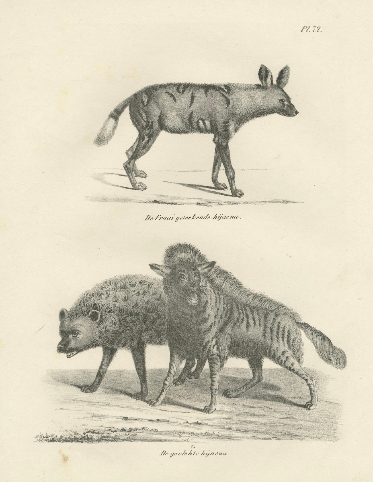 Papier Lithographie du XIXe siècle représentant en détail les hyènes rayées, tachetées et brunes en vente