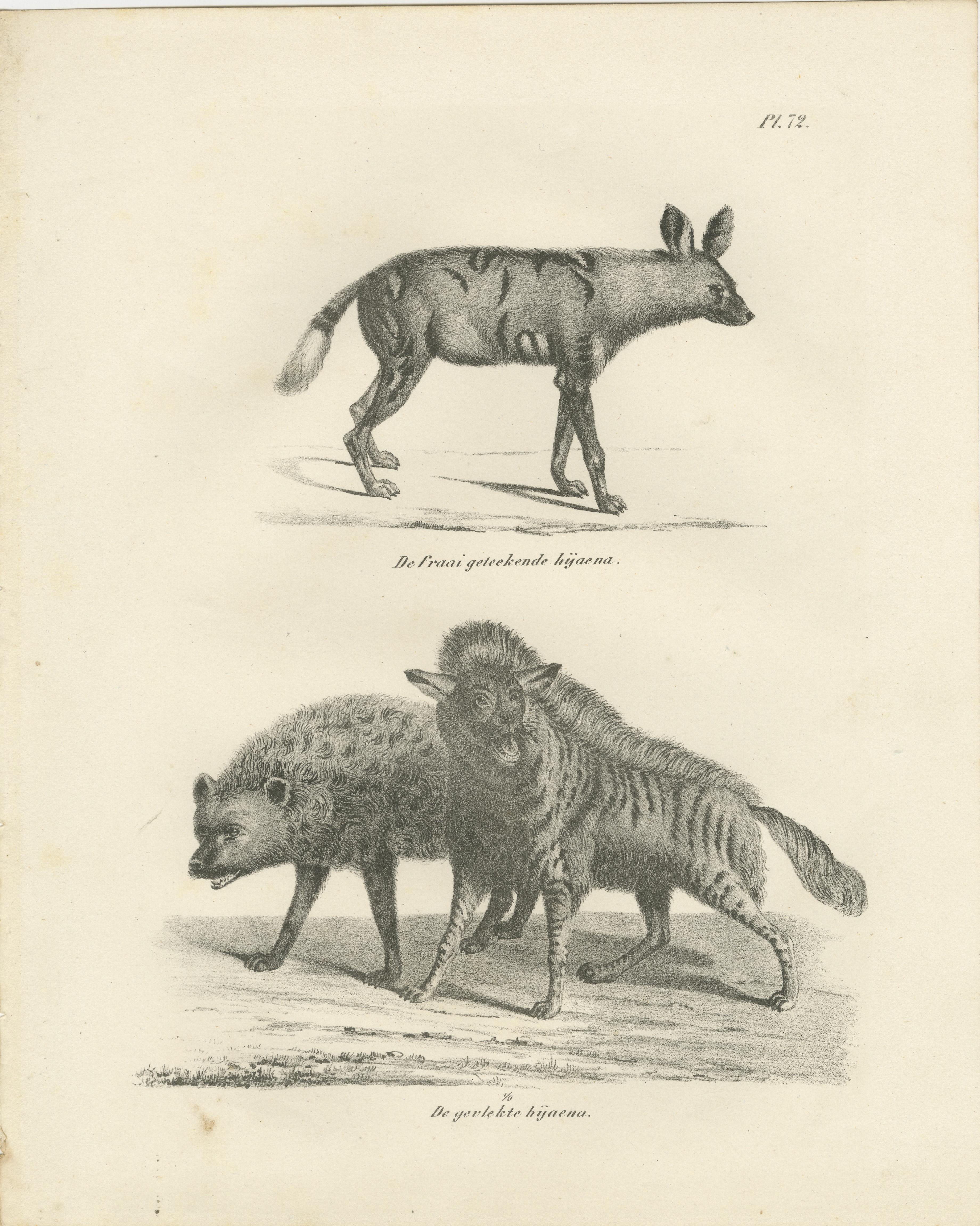 Lithographie du XIXe siècle représentant en détail les hyènes rayées, tachetées et brunes en vente 1