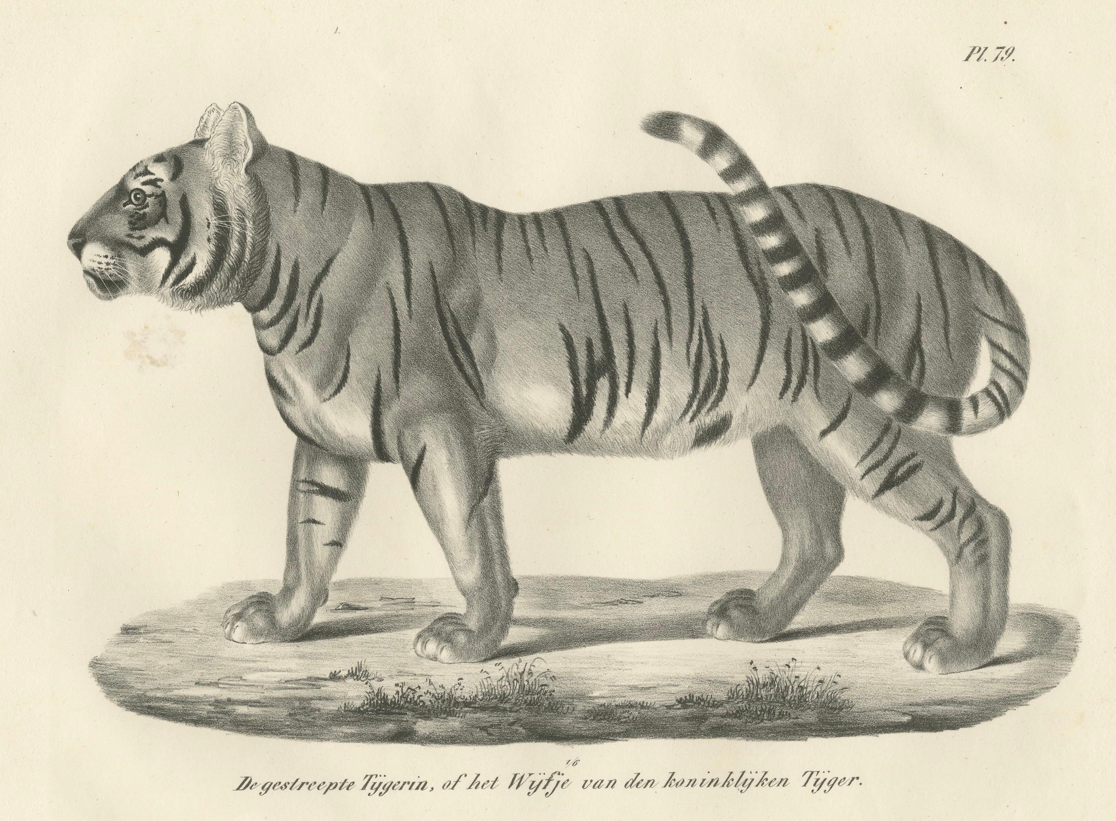 Lithographie du XIXe siècle représentant la tigresse rayée, compagne du tigre royal  

Cette magnifique lithographie du XIXe siècle présente la tigresse rayée (De gestreepte Tijgerin, of het Wijffe van den koninklyken Tijger), représentée dans une