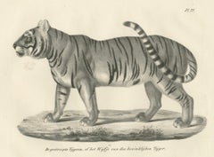 19th-Century Lithograph of the Striped Tigress, Mate of the Royal Tiger