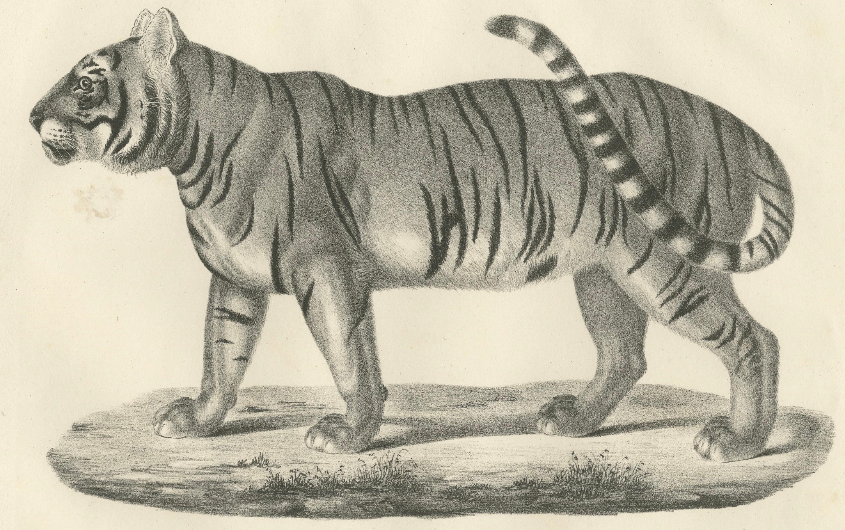 Gravé Lithographie du XIXe siècle représentant la tigresse rayée, compagne du tigre royal en vente