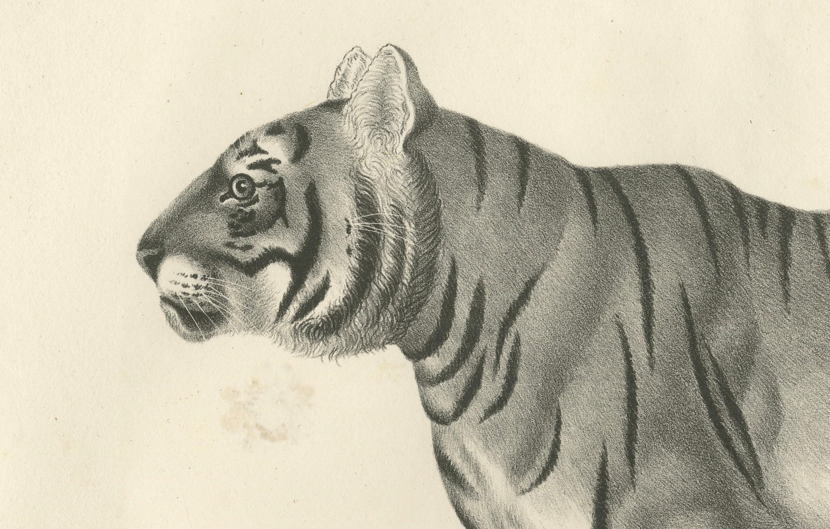 Lithographie du XIXe siècle représentant la tigresse rayée, compagne du tigre royal Bon état - En vente à Langweer, NL