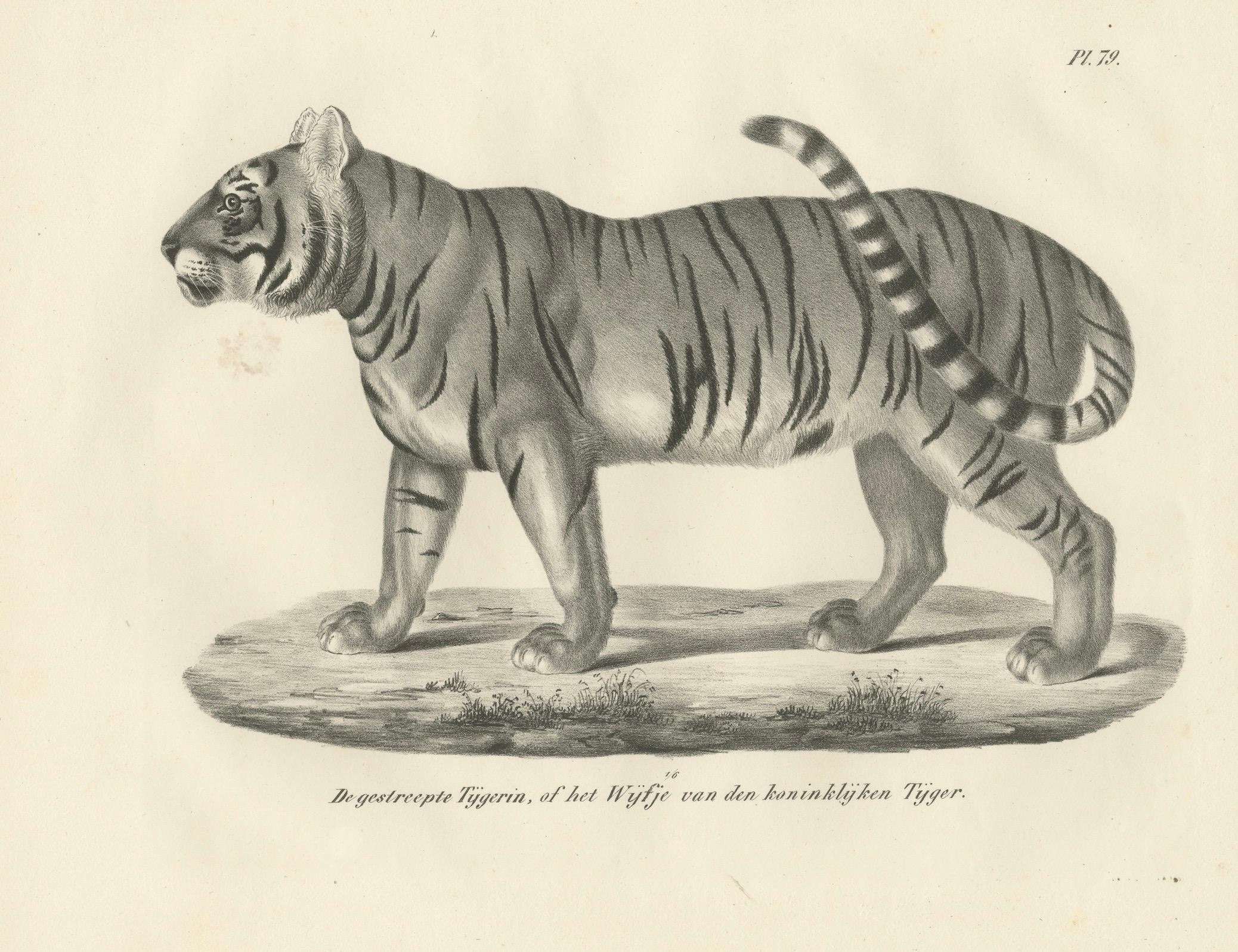 Milieu du XIXe siècle Lithographie du XIXe siècle représentant la tigresse rayée, compagne du tigre royal en vente