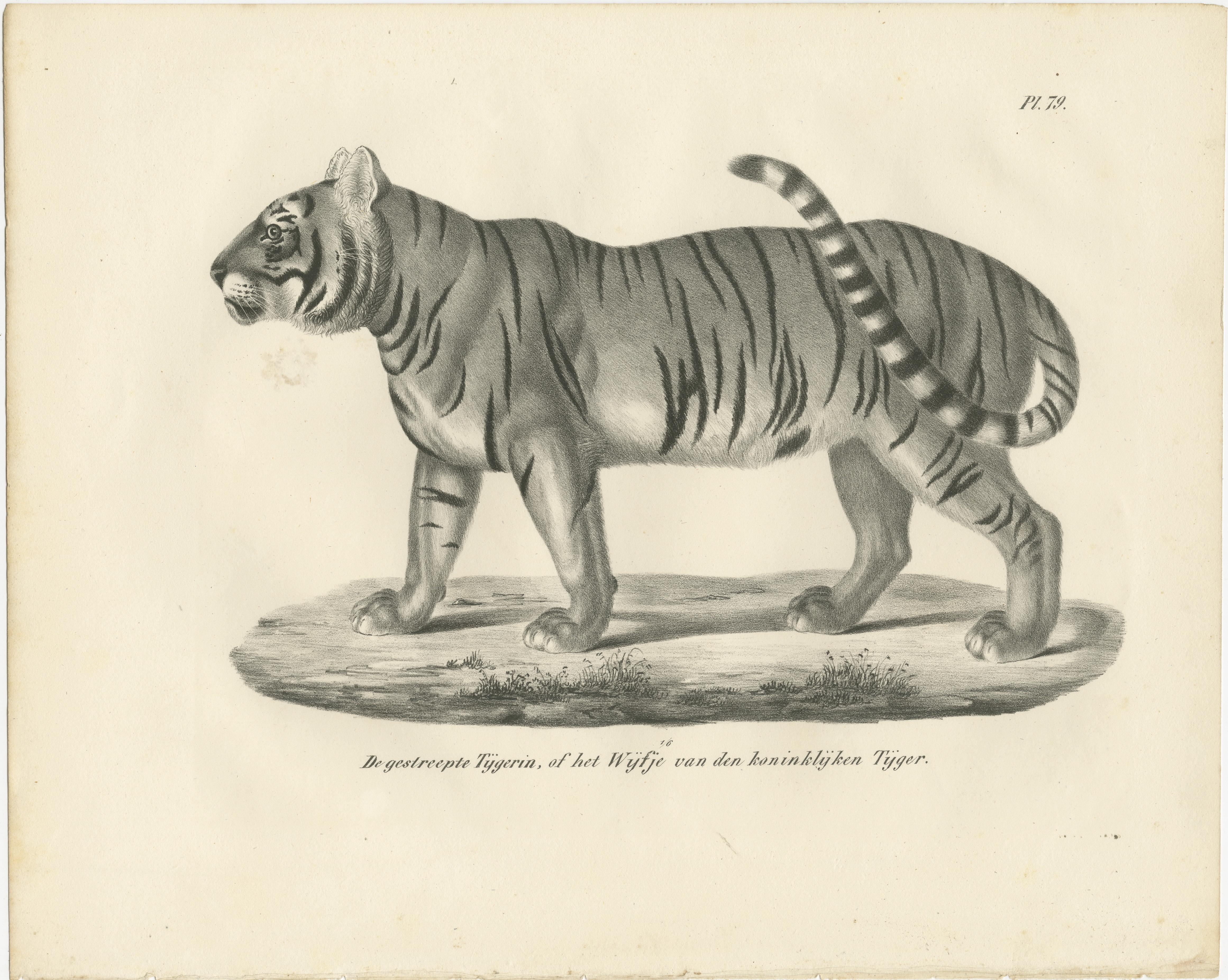 Papier Lithographie du XIXe siècle représentant la tigresse rayée, compagne du tigre royal en vente