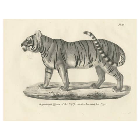 19th-Century Lithograph of the Striped Tigress, Mate of the Royal Tiger