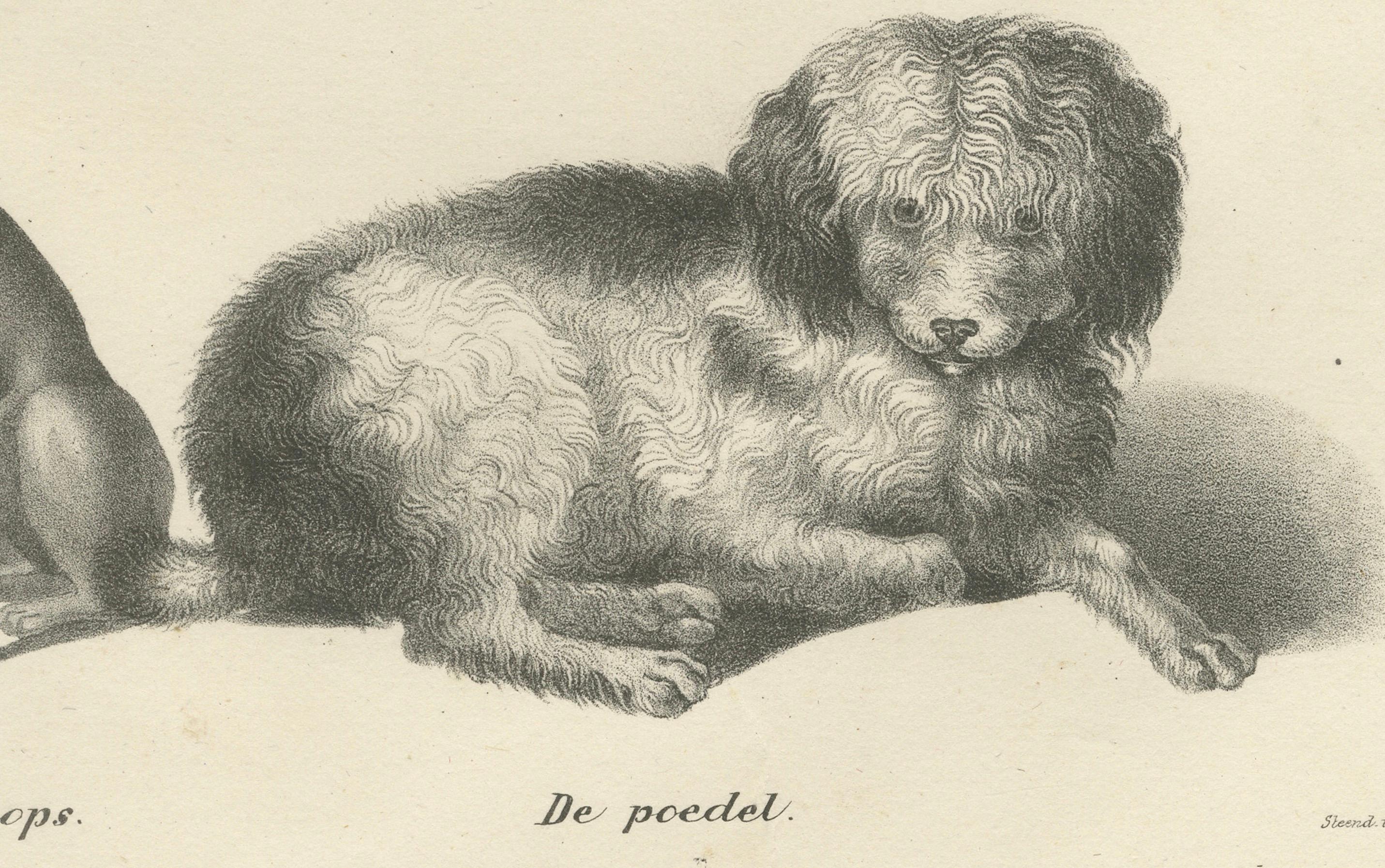 Lithographie du XIXe siècle représentant diverses races de chiens, dont le caniche et le carlin  

Cette charmante lithographie du XIXe siècle présente un groupe diversifié de races de chiens, chacune étant représentée avec une remarquable attention