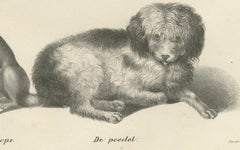 19th-Century Lithograph of Various Dog Breeds, Including Poodle and Pug