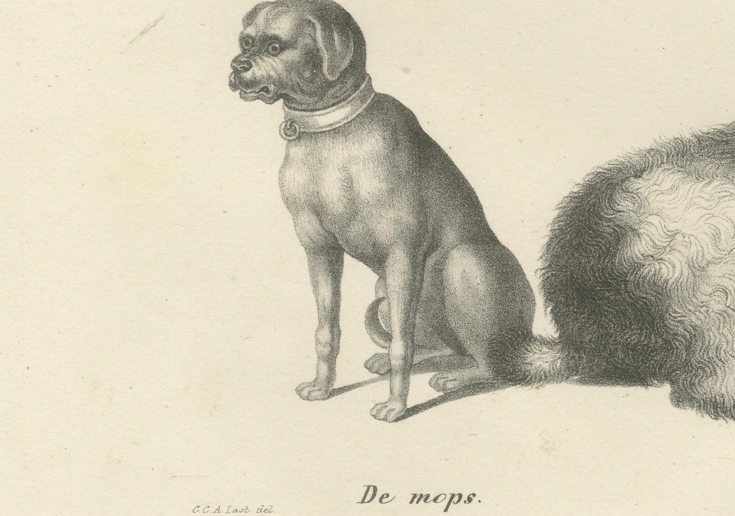 Gravé Lithographie du XIXe siècle représentant diverses races de chiens, dont le caniche et le carlin en vente