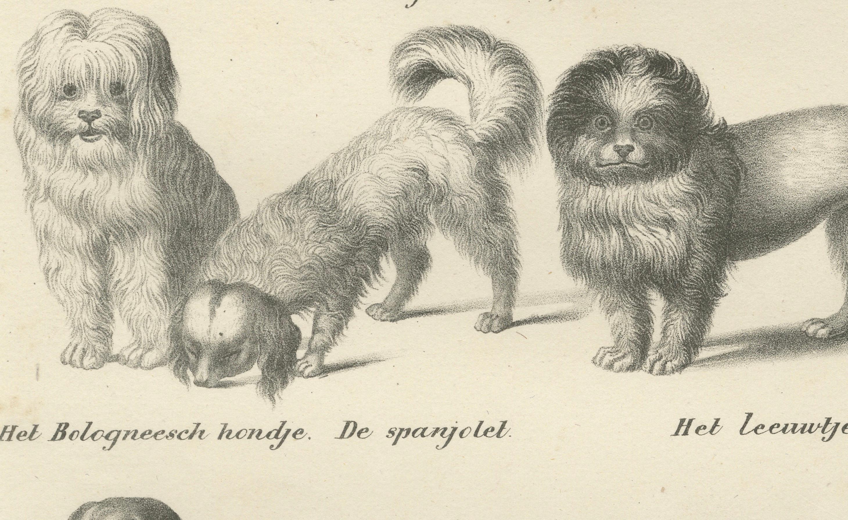 Lithographie du XIXe siècle représentant diverses races de chiens, dont le caniche et le carlin Bon état - En vente à Langweer, NL