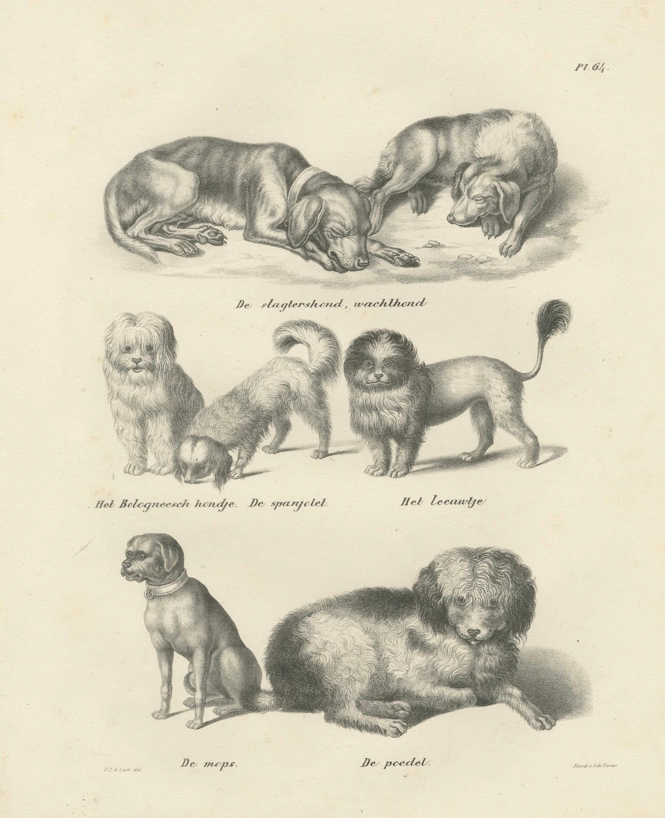 Papier Lithographie du XIXe siècle représentant diverses races de chiens, dont le caniche et le carlin en vente