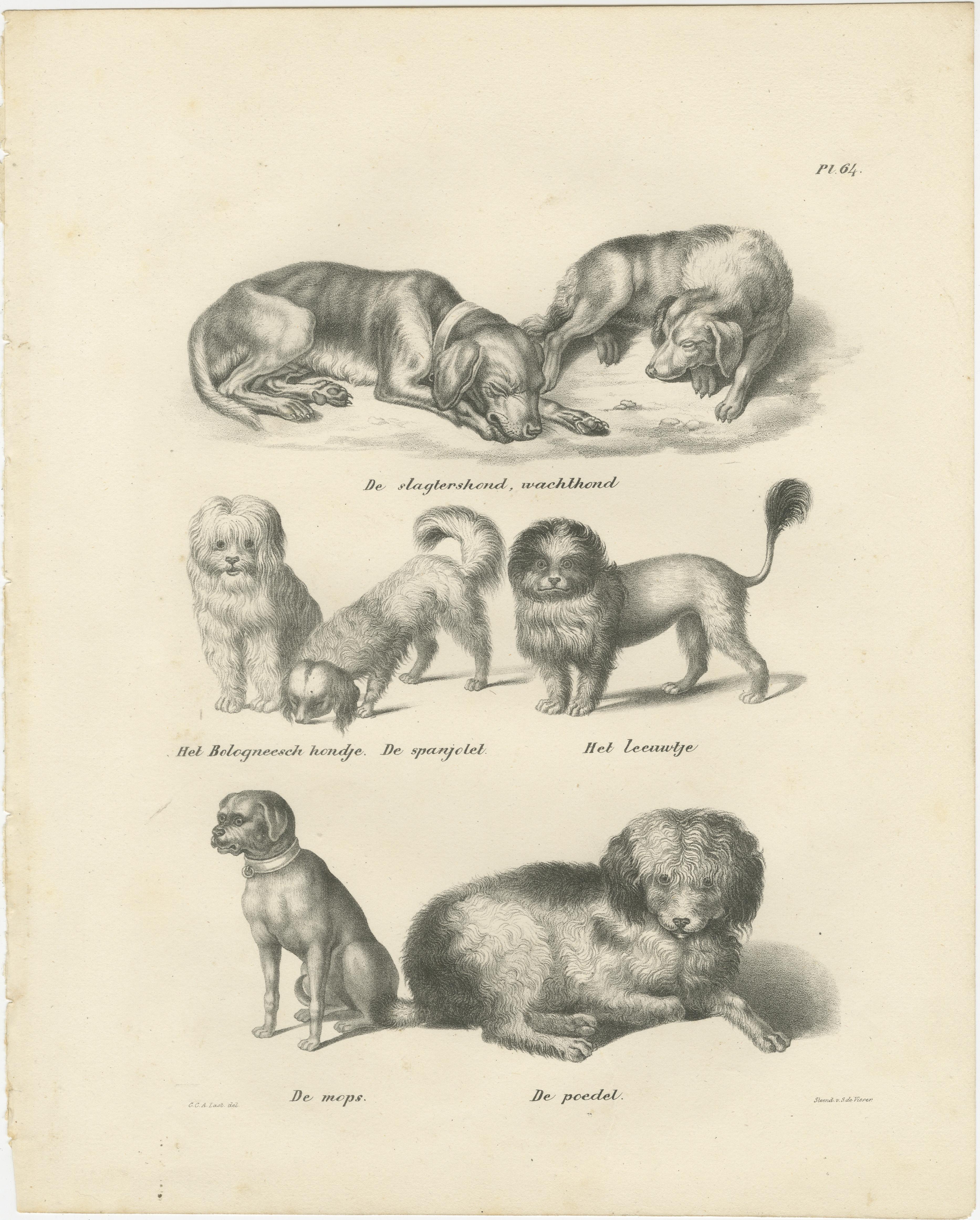 Lithographie du XIXe siècle représentant diverses races de chiens, dont le caniche et le carlin en vente 1