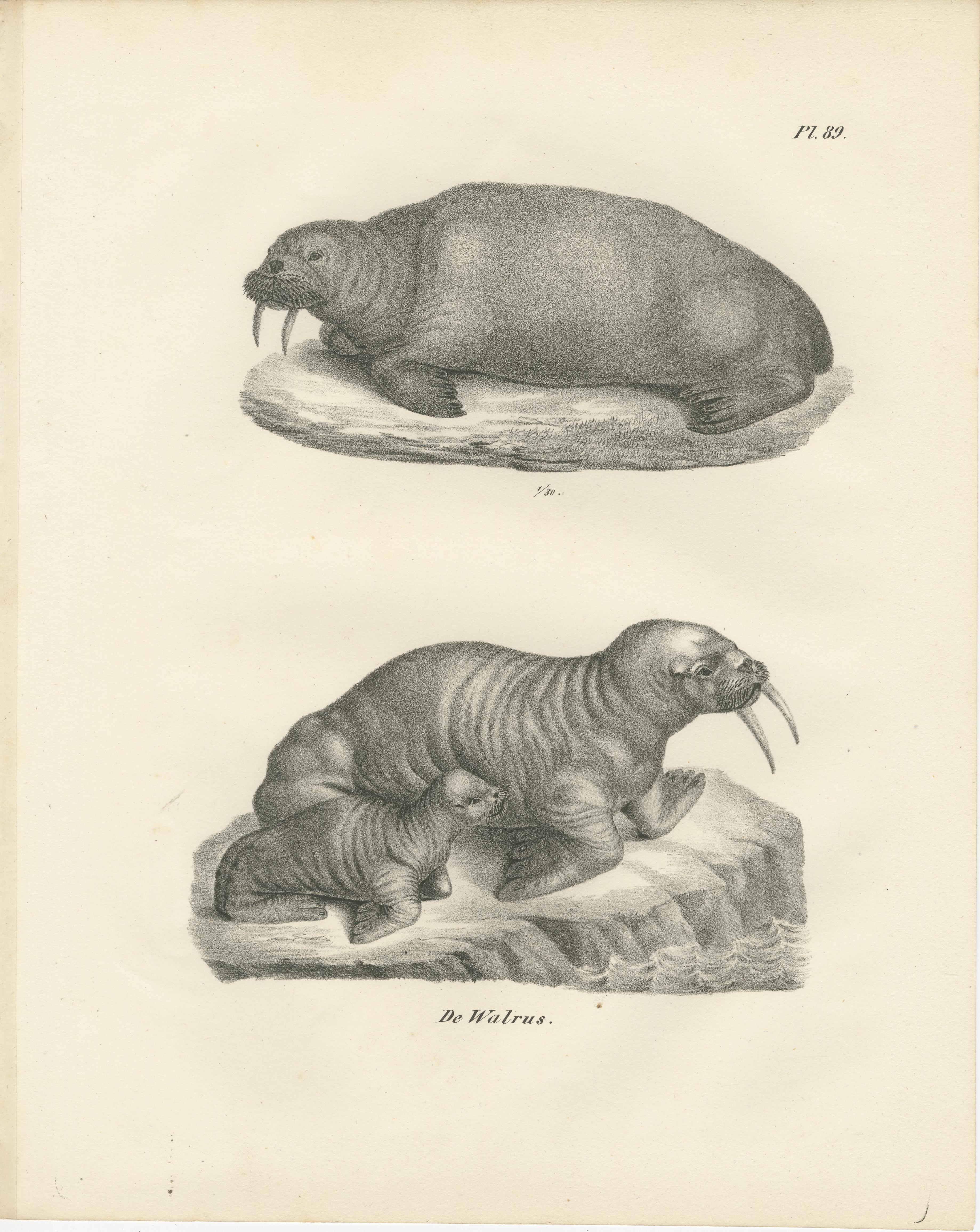 Lithographie du XIXe siècle représentant des morses dans leur habitat arctique avec illustration d'un baleineau en vente 4