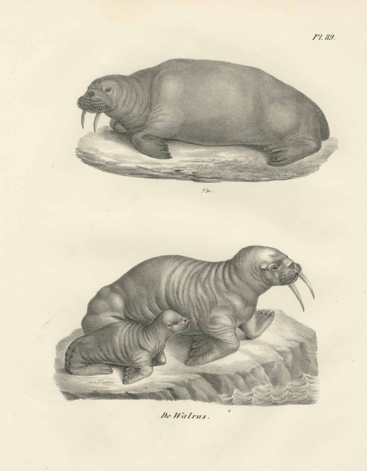 Lithographie du XIXe siècle représentant des morses dans leur habitat arctique avec illustration d'un baleineau  

Cette lithographie du XIXe siècle finement détaillée présente une étude scientifique du morse (Odobenus rosmarus), intitulée 