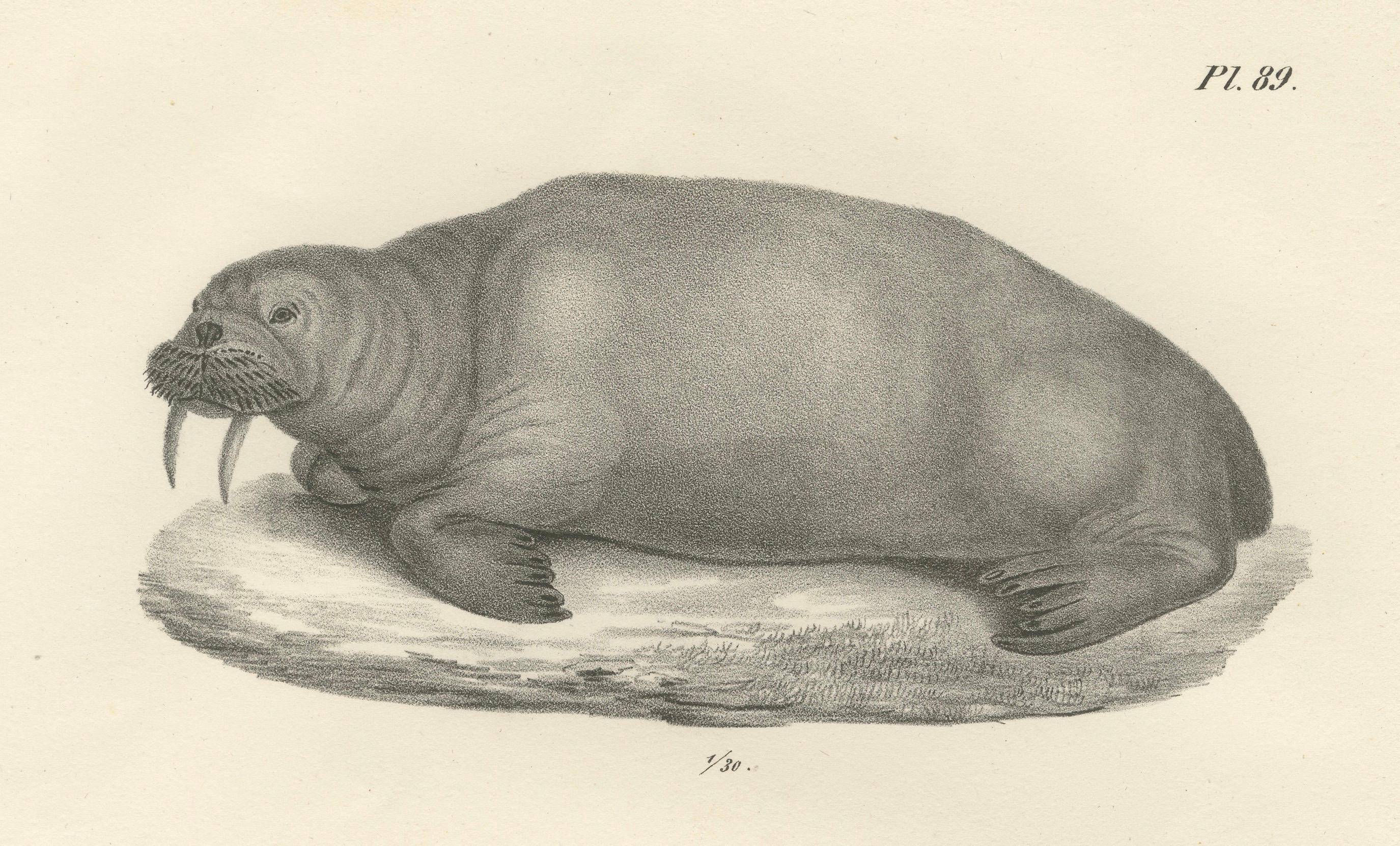 Gravé Lithographie du XIXe siècle représentant des morses dans leur habitat arctique avec illustration d'un baleineau en vente