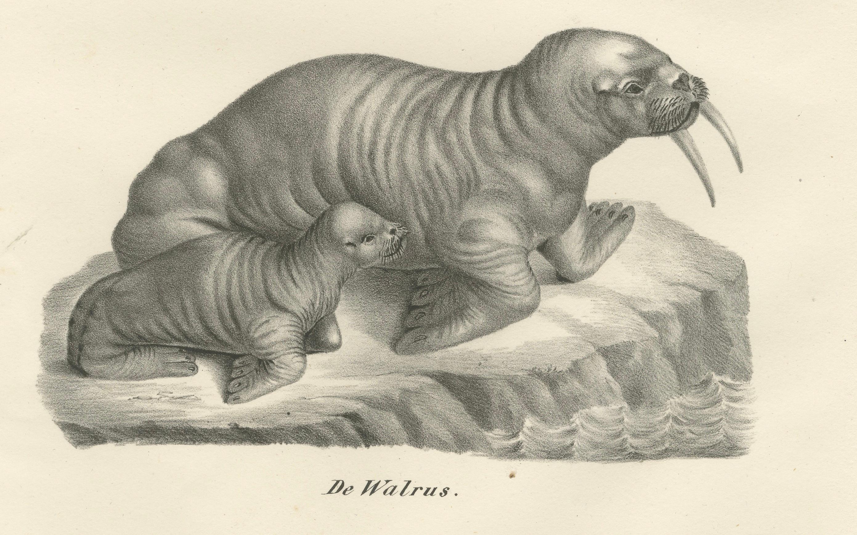 Lithographie du XIXe siècle représentant des morses dans leur habitat arctique avec illustration d'un baleineau Bon état - En vente à Langweer, NL