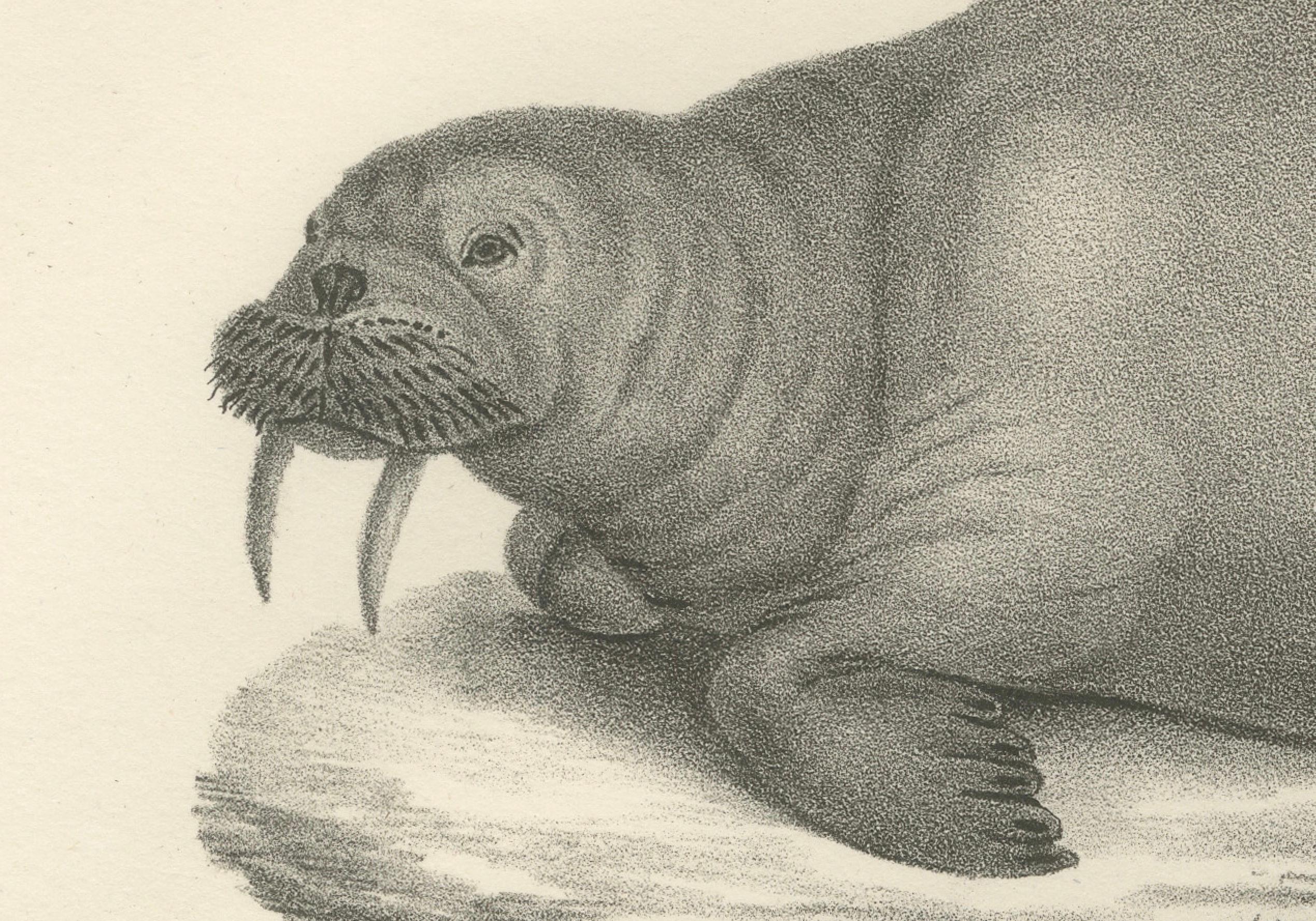 Milieu du XIXe siècle Lithographie du XIXe siècle représentant des morses dans leur habitat arctique avec illustration d'un baleineau en vente