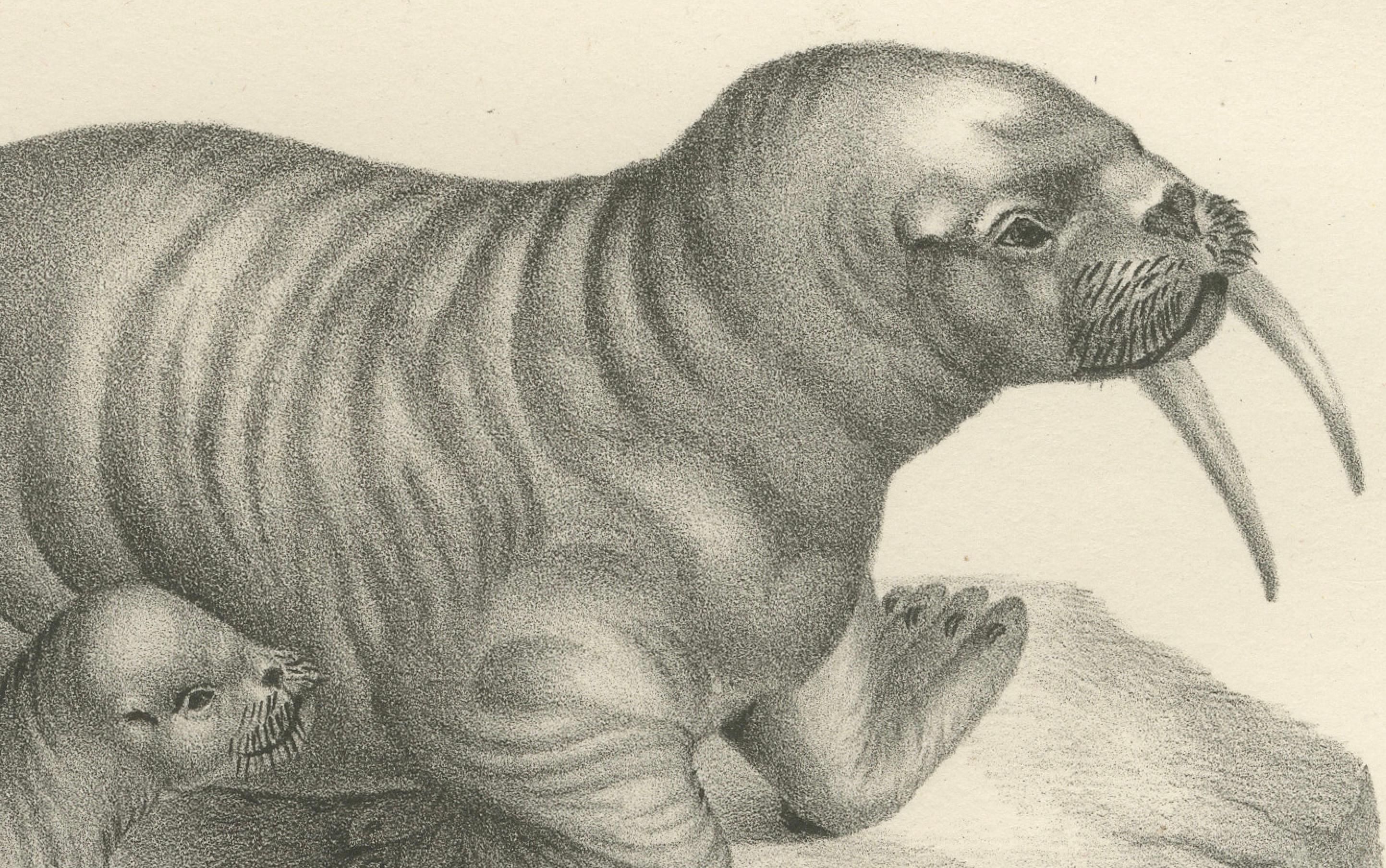 Papier Lithographie du XIXe siècle représentant des morses dans leur habitat arctique avec illustration d'un baleineau en vente