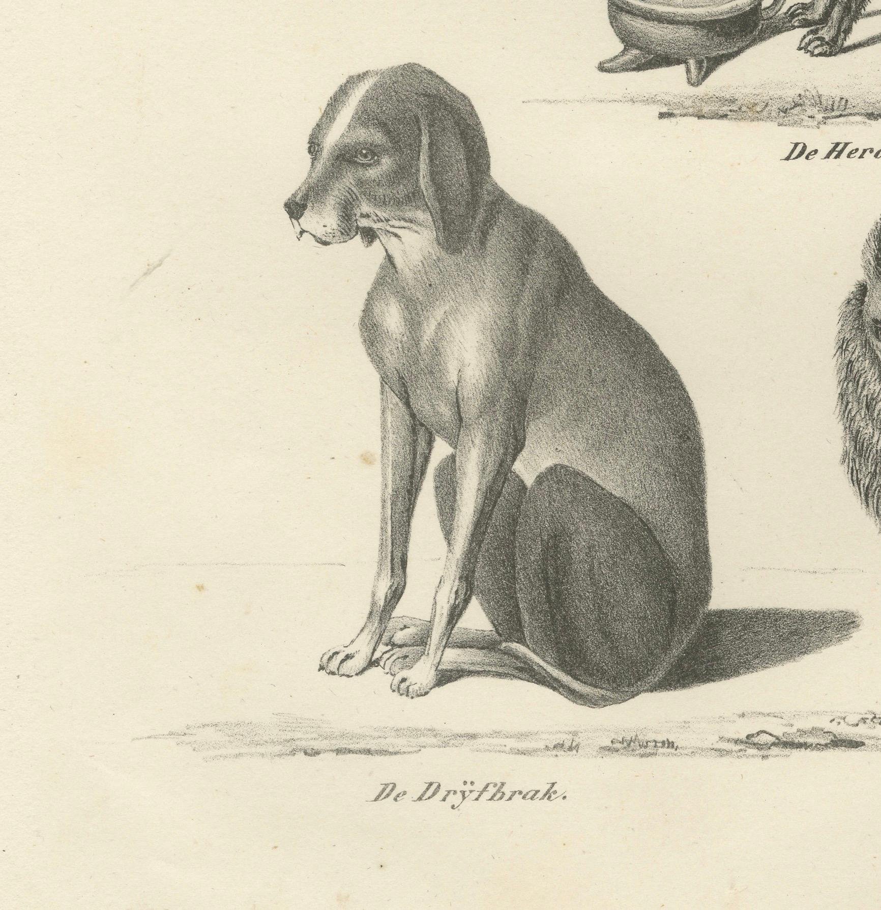Lithographie du XIXe siècle représentant des chiens sauvages et domestiques, dont le dingo et le spitz  

Cette lithographie détaillée du XIXe siècle présente une sélection fascinante de races de chiens sauvages et domestiques. On y trouve le chien