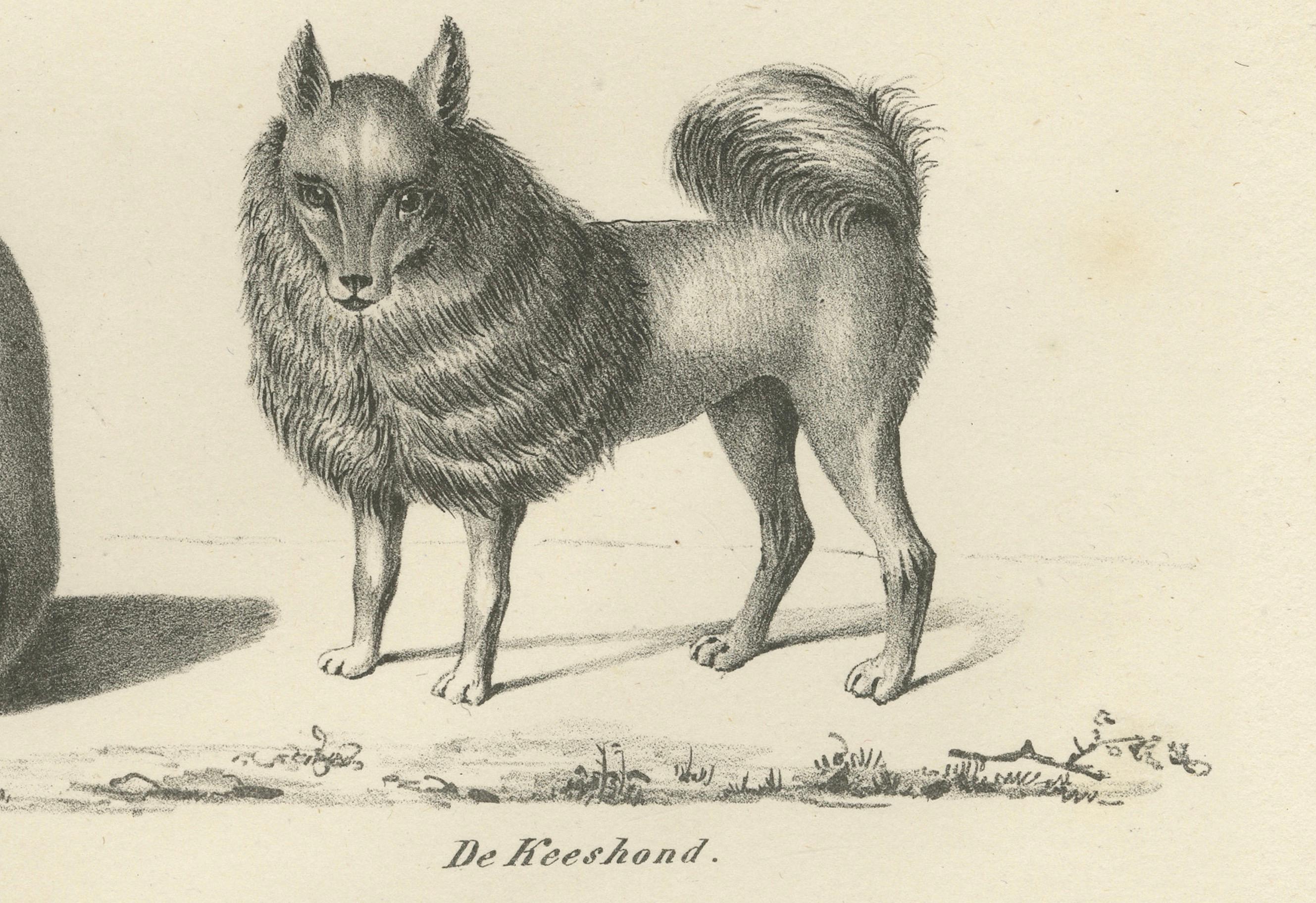 Gravé Lithographie du XIXe siècle représentant des chiens sauvages et domestiques, dont le dingo et le spitz en vente