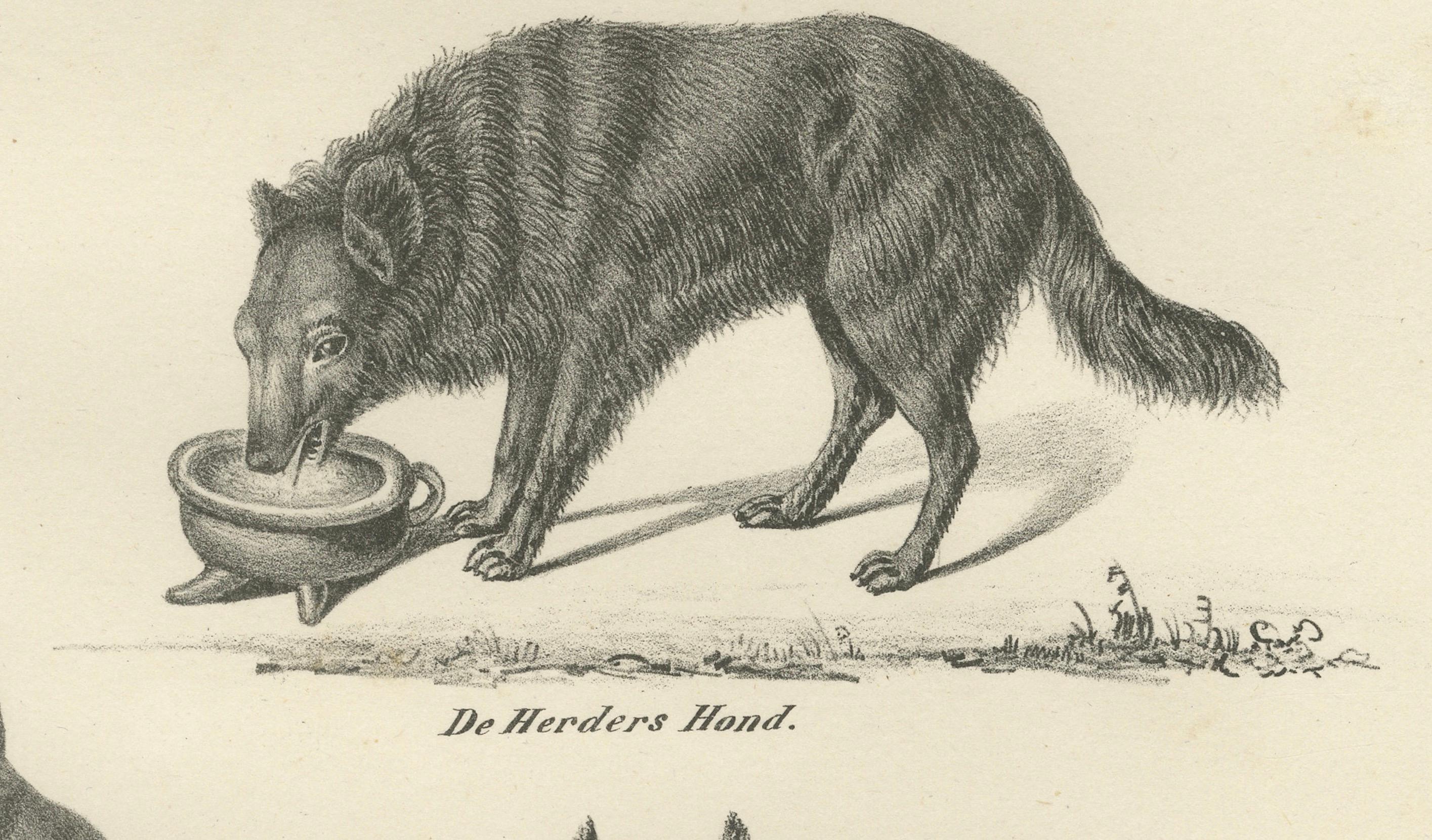 Lithographie du XIXe siècle représentant des chiens sauvages et domestiques, dont le dingo et le spitz Bon état - En vente à Langweer, NL
