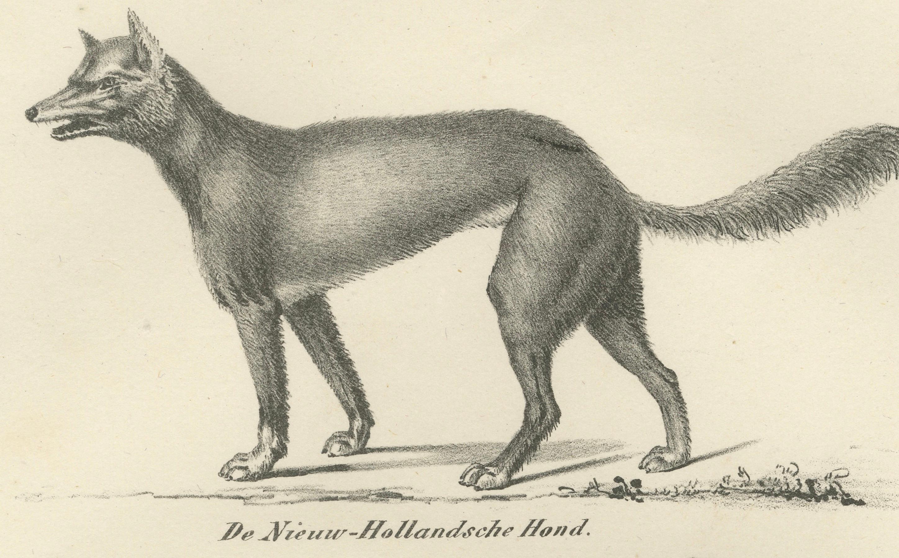 Milieu du XIXe siècle Lithographie du XIXe siècle représentant des chiens sauvages et domestiques, dont le dingo et le spitz en vente