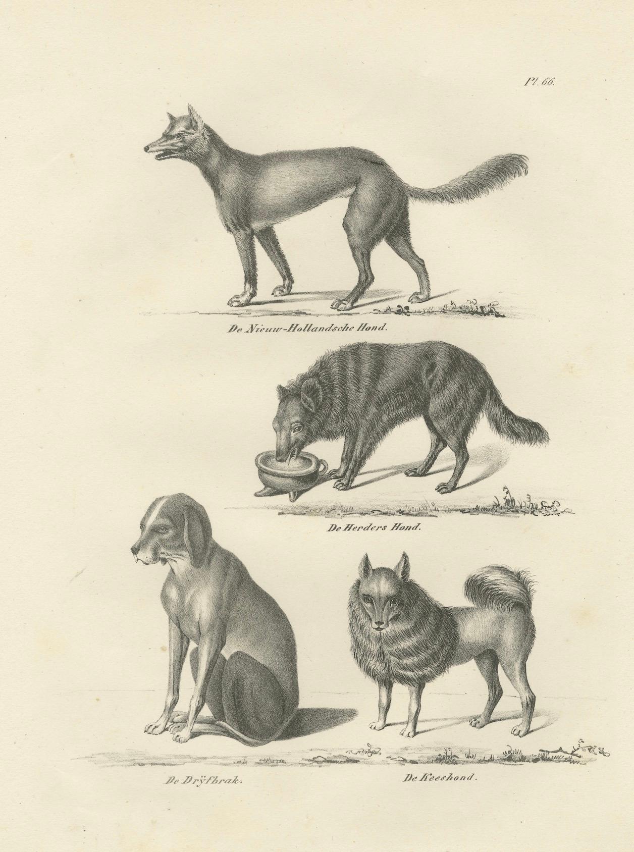 Papier Lithographie du XIXe siècle représentant des chiens sauvages et domestiques, dont le dingo et le spitz en vente