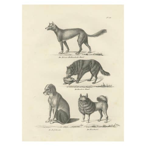 19th-Century Lithograph of Wild and Domestic Dogs, Including the Dingo and Spitz