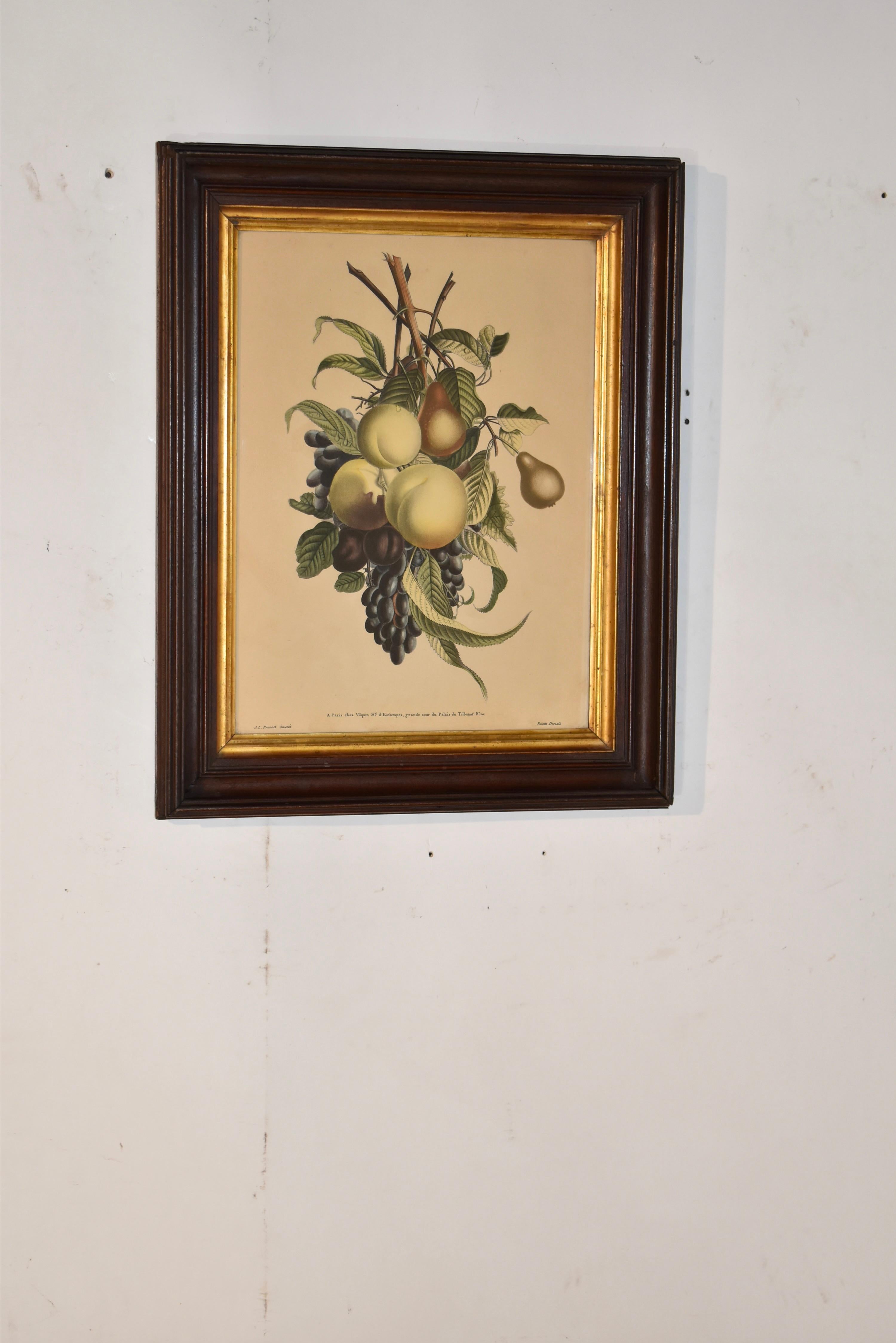 Incisione botanica a puntasecca del XIX secolo raffigurante frutta e fogliame, attribuita a Louis Charles Ruotte, dopo Jean Louis Prevost.  L'incisione è stata stampata a colori.  L'incisione si trova in quella che sembra essere la cornice originale