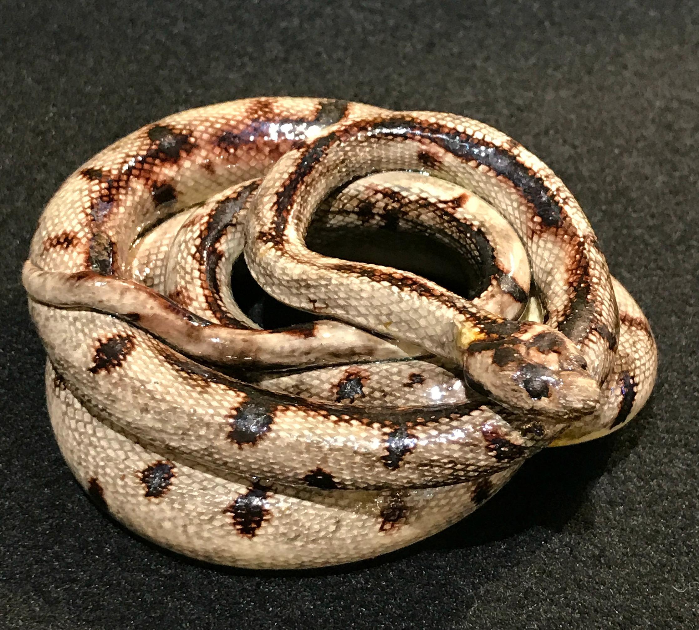 A wonderful quality Majolica figure of a coiled snake by the celebrated 19th century Palissy Revivalist potter, George Pull, circa 1860.
Examples of George Pull's 19th century Palissy Ware are included in the collection of the Victorian & Albert